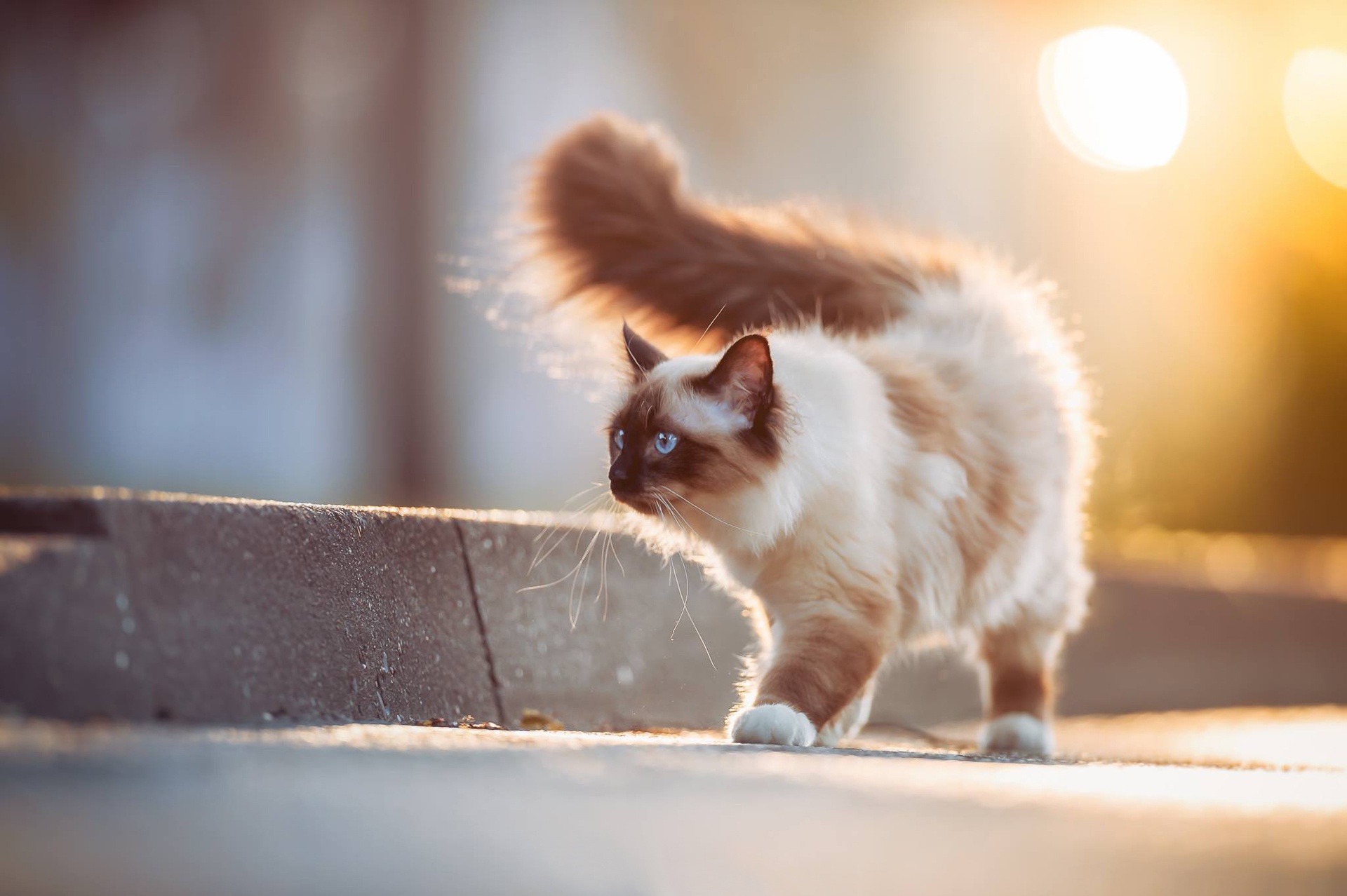 Téléchargez gratuitement l'image Animaux, Chats, Chat, Profondeur De Champ sur le bureau de votre PC