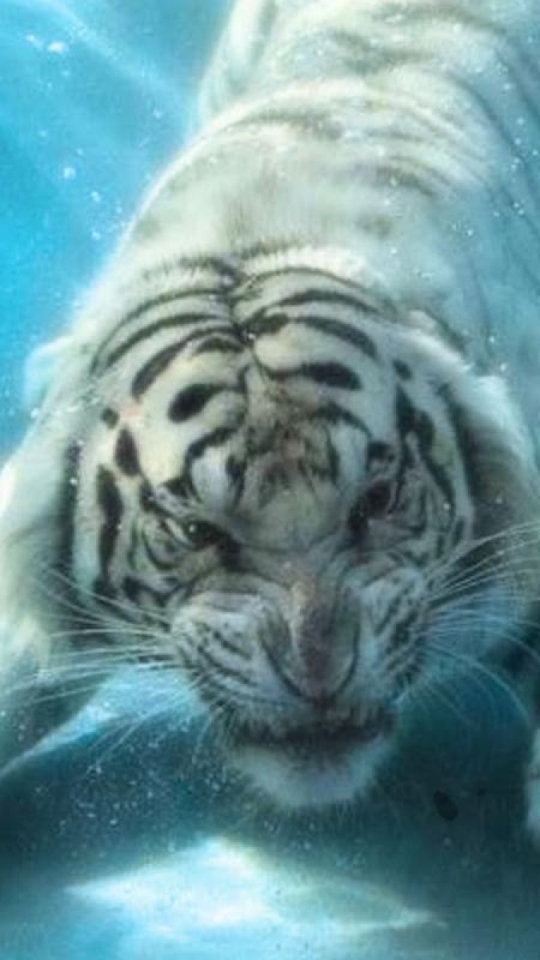 Download mobile wallpaper Cats, Tiger, Animal, Underwater, White Tiger for free.