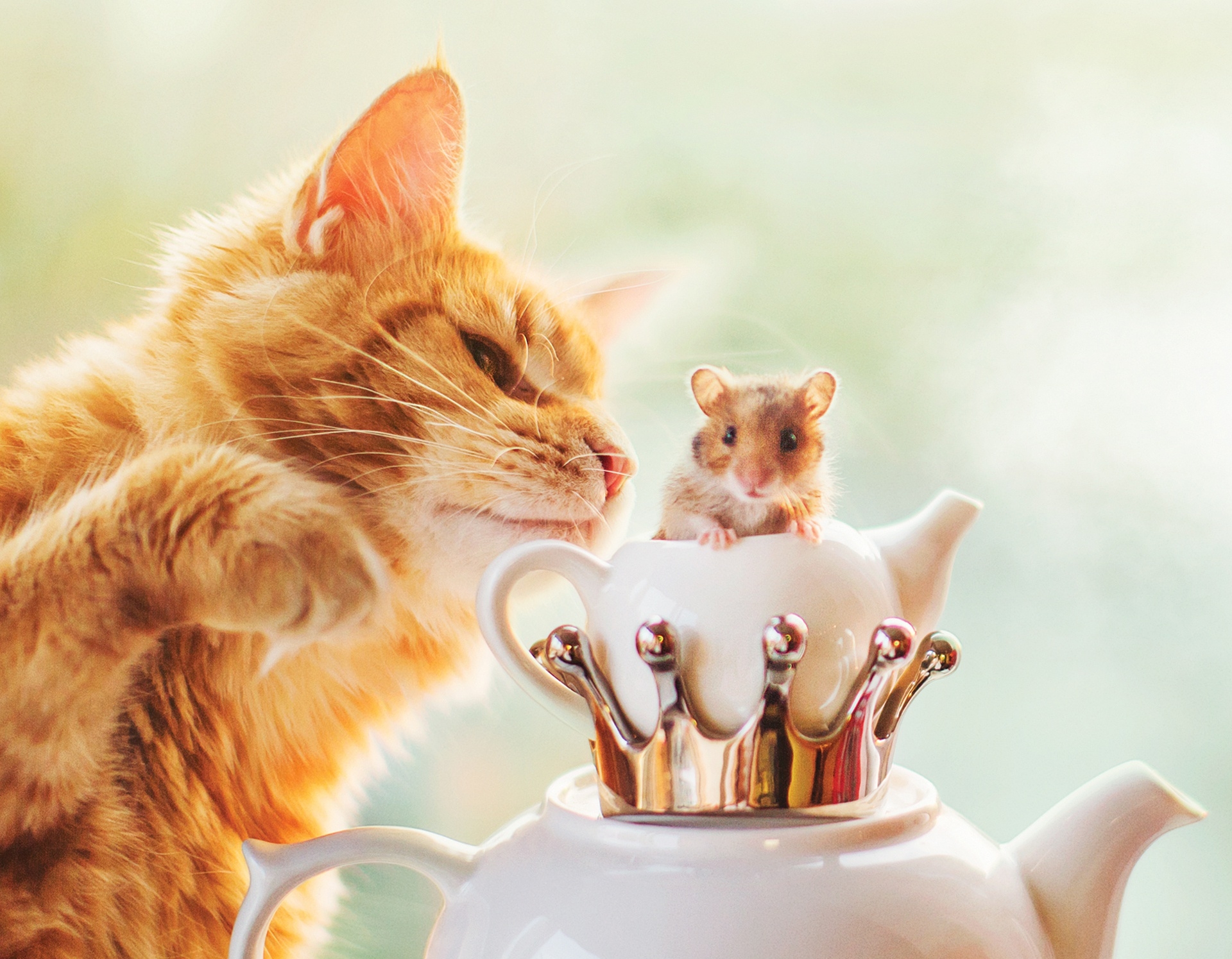 Завантажити шпалери безкоштовно Кішка, Тварина, Коти, Хом'як картинка на робочий стіл ПК