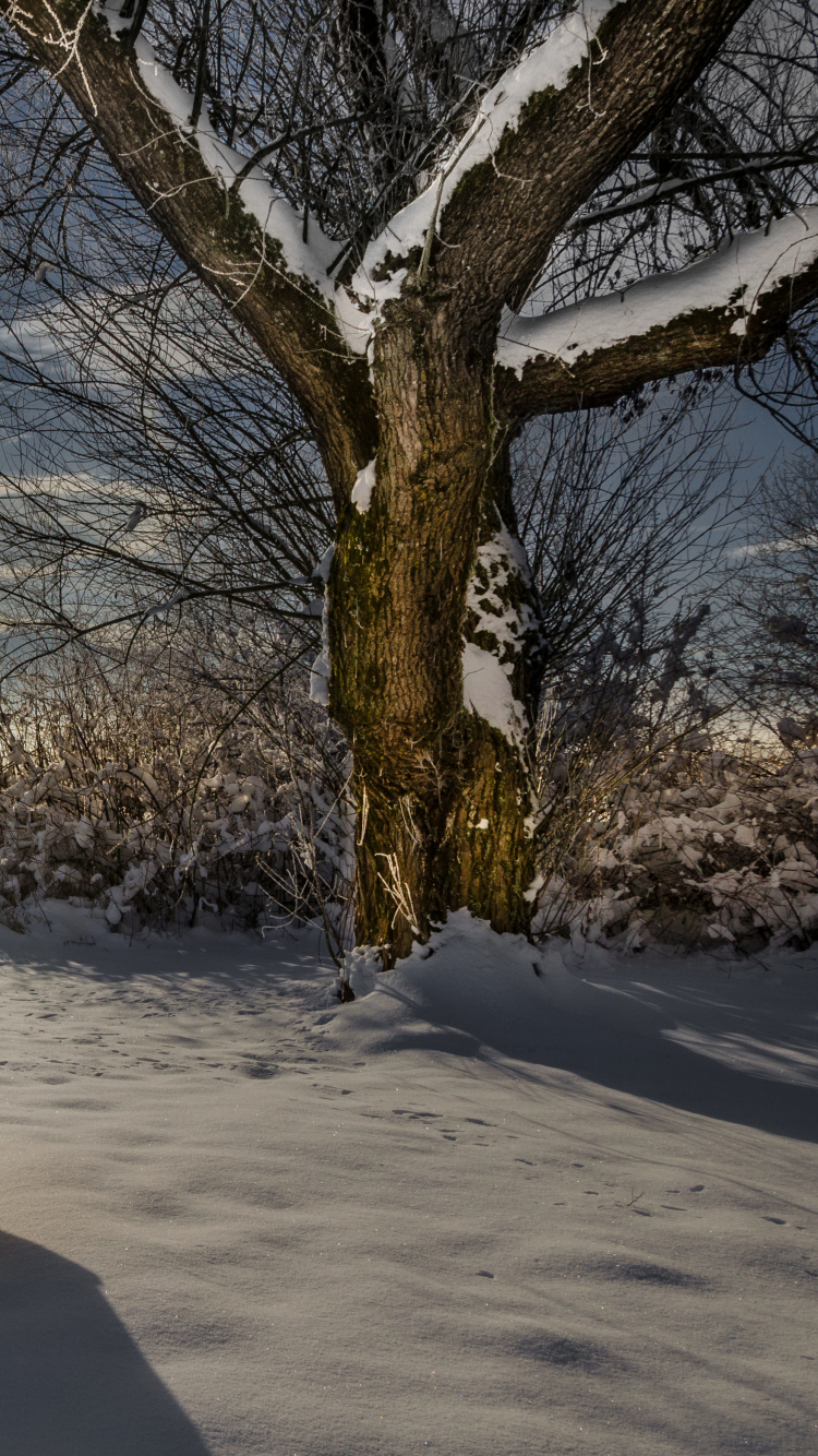 Descarga gratuita de fondo de pantalla para móvil de Invierno, Nieve, Árbol, Tierra, Fotografía, Mesa De Picnic.
