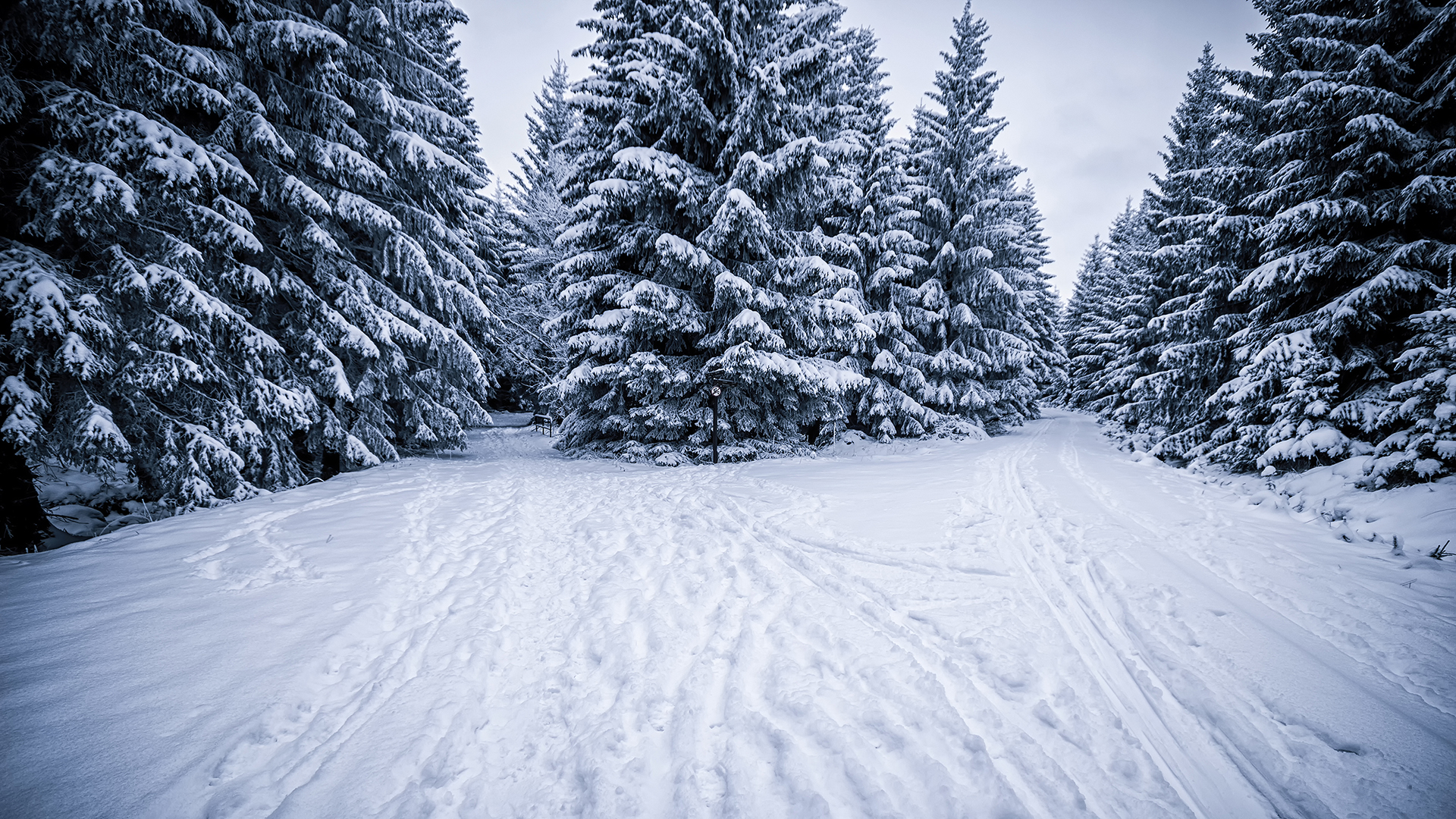 Baixar papel de parede para celular de Inverno, Neve, Floresta, Árvore, Terra/natureza gratuito.