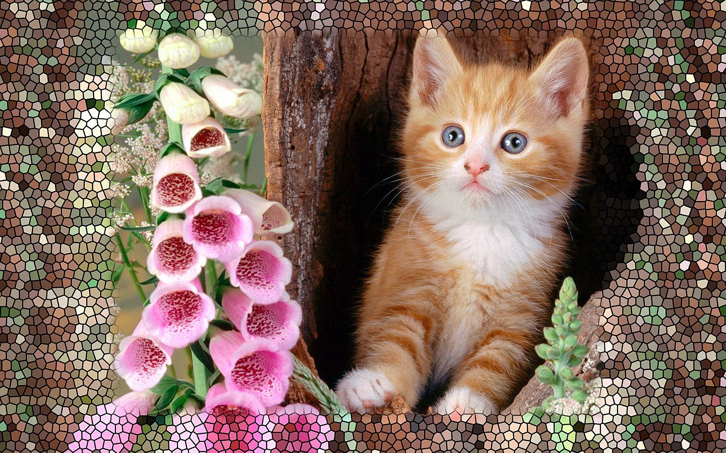 Free download wallpaper Cat, Animal on your PC desktop