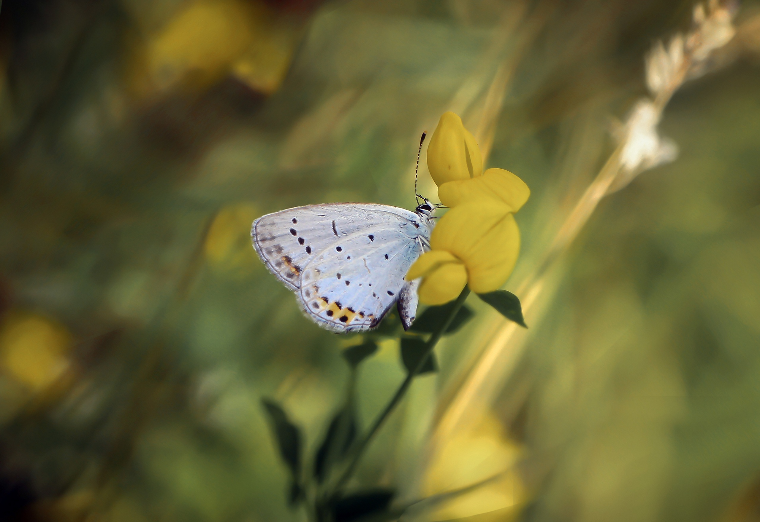 Téléchargez des papiers peints mobile Animaux, Fleur, Macro, Insecte, Papillon gratuitement.