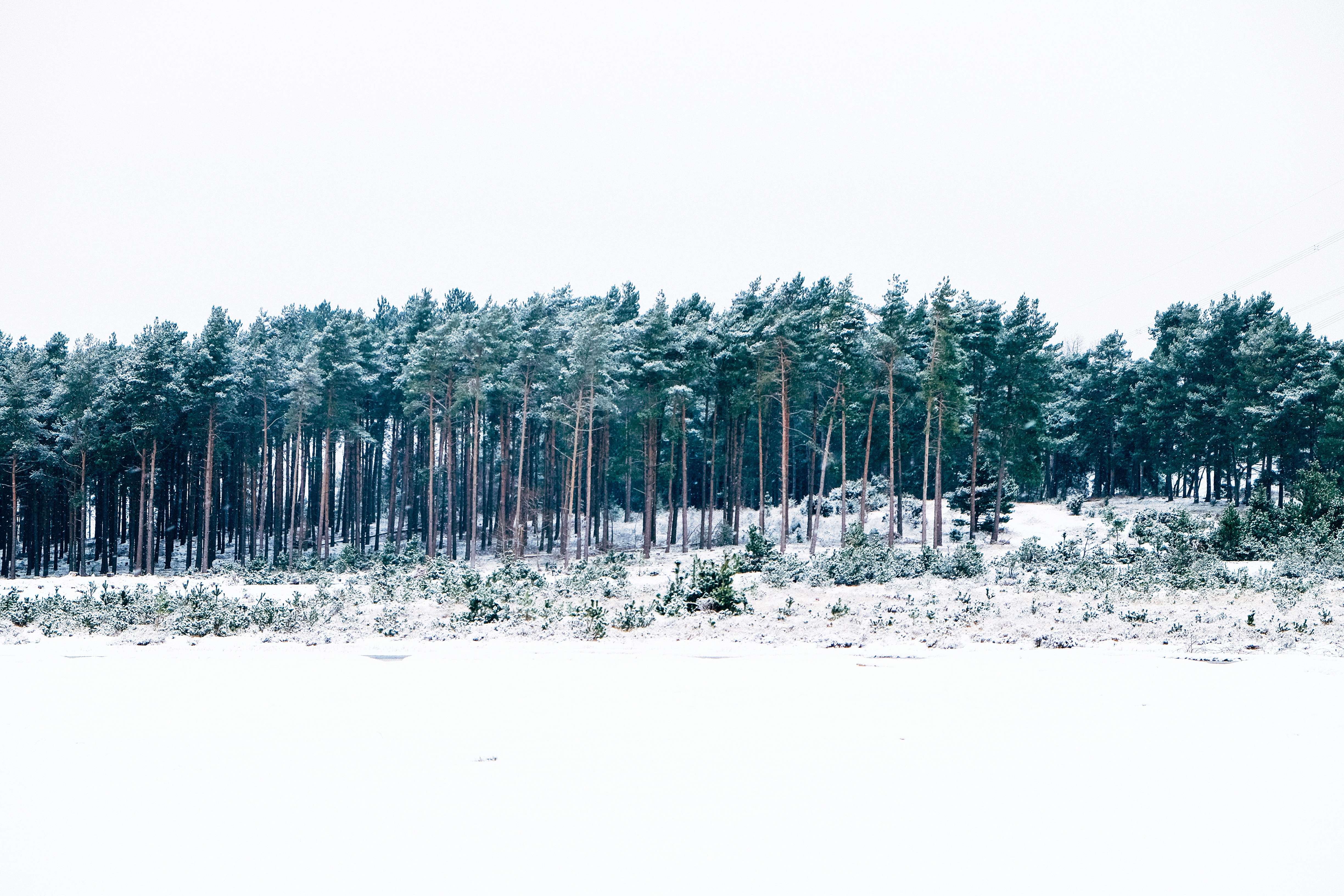 PCデスクトップに冬, 自然, 木, 森林, 森画像を無料でダウンロード