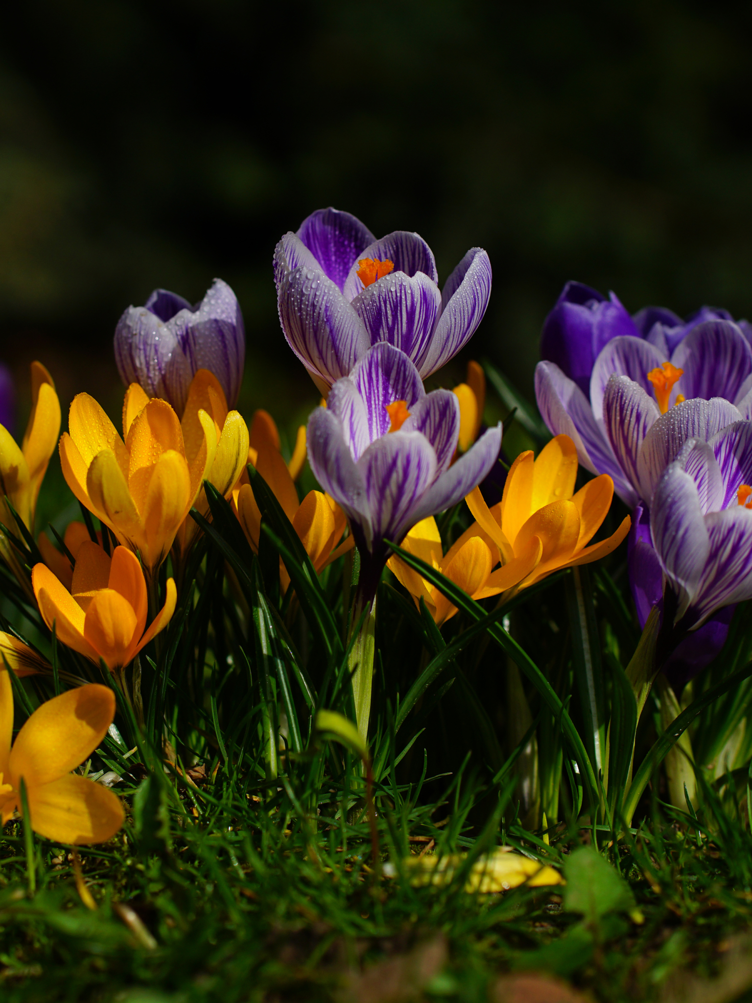 Free download wallpaper Nature, Flowers, Flower, Earth, Spring, Crocus, Yellow Flower, Purple Flower on your PC desktop
