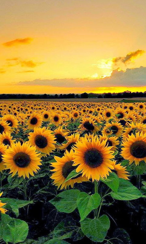 Download mobile wallpaper Flowers, Flower, Earth, Field, Sunflower for free.