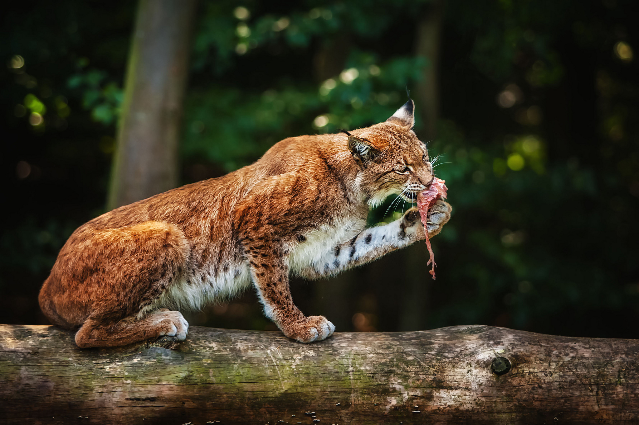 Free download wallpaper Lynx, Cats, Animal on your PC desktop