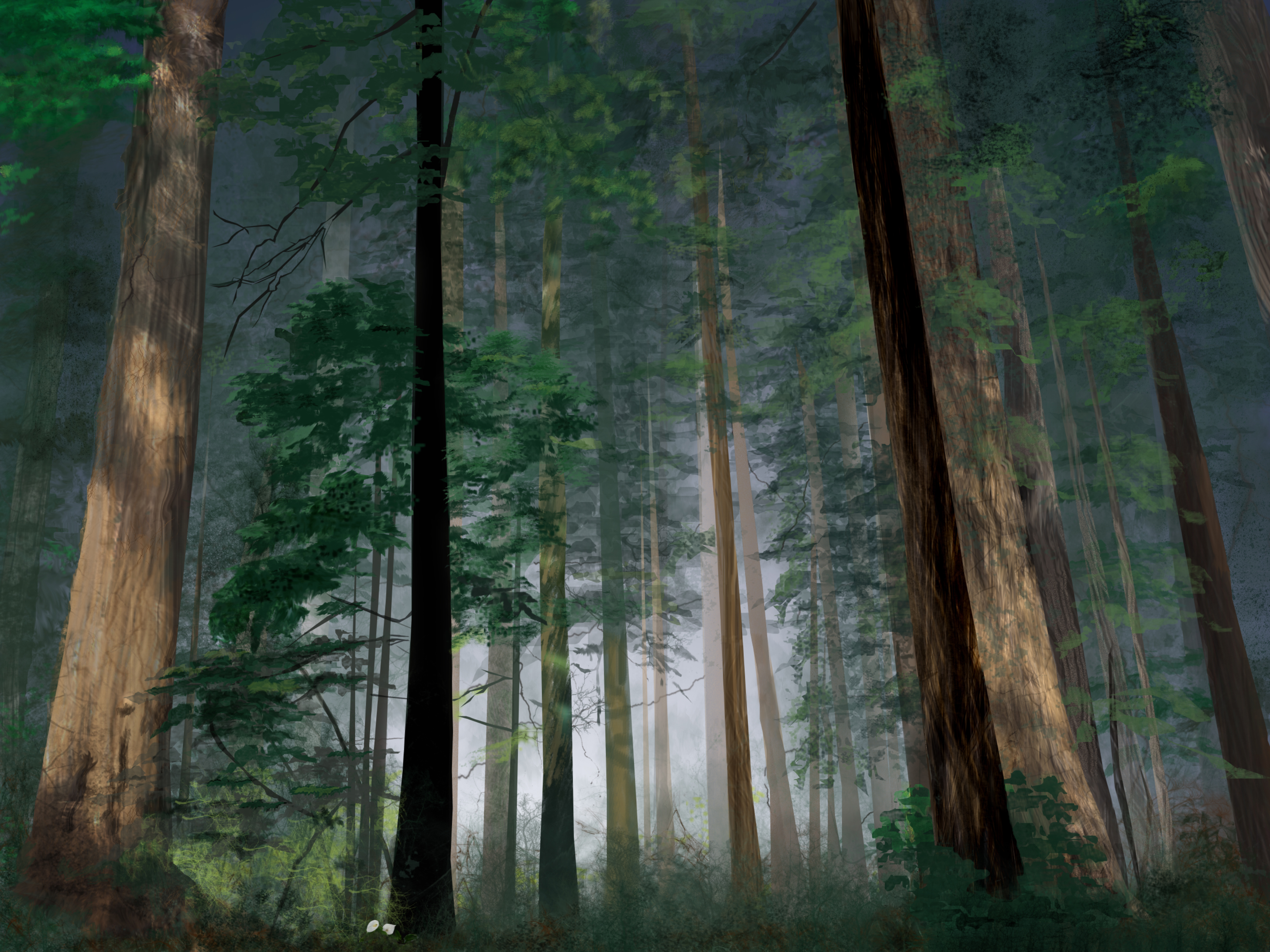 Download mobile wallpaper Forest, Earth, Artistic, Redwood for free.