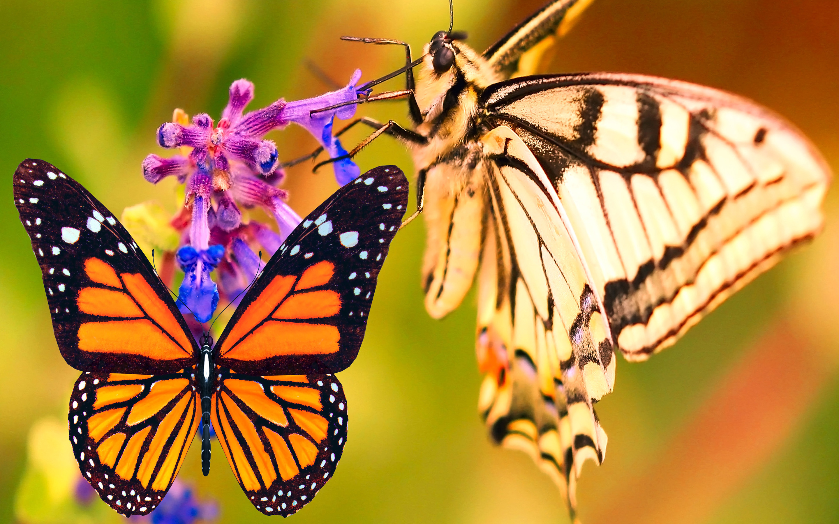 Free download wallpaper Butterfly, Animal on your PC desktop