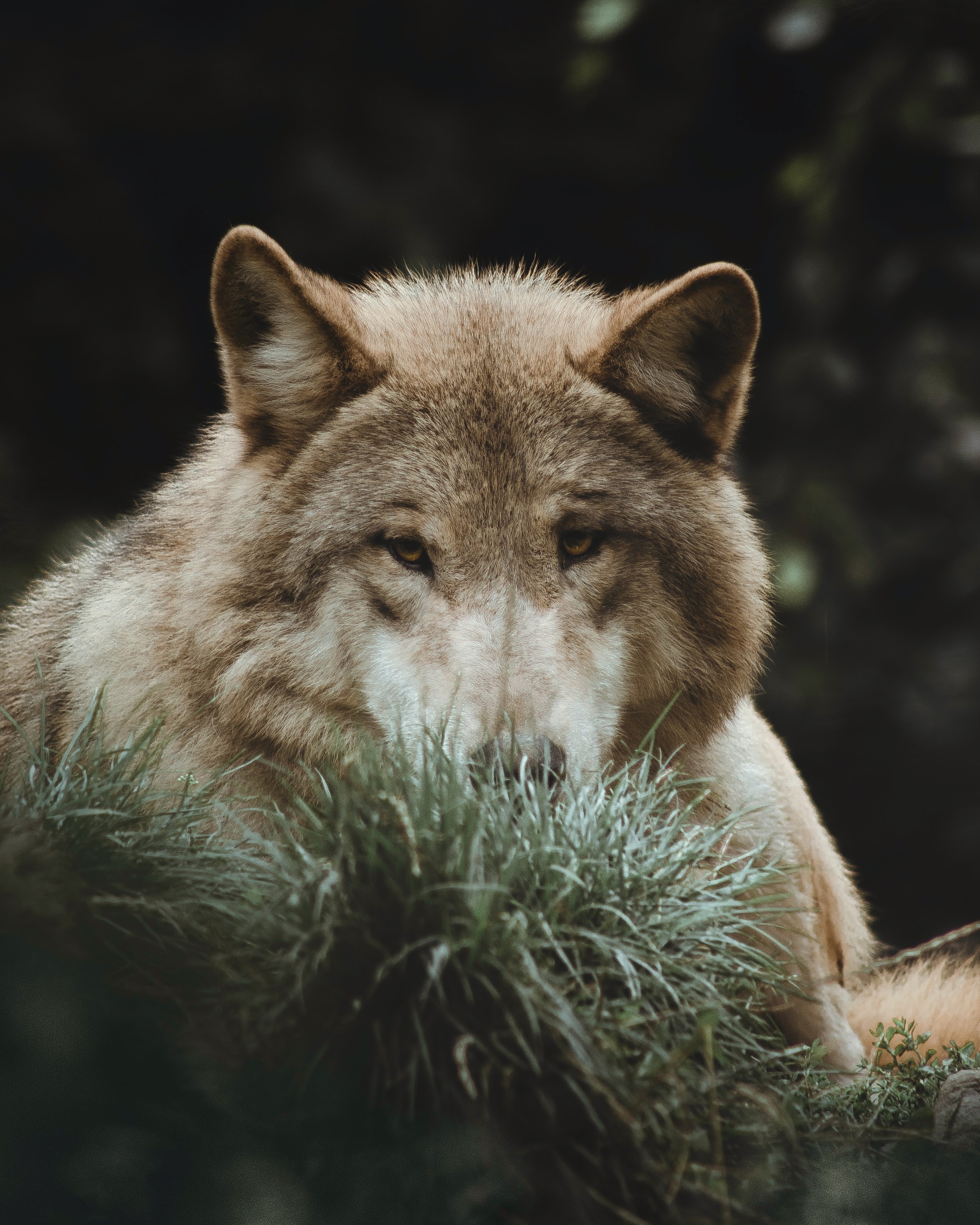 Free download wallpaper Grass, Predator, Animal, Animals, Wolf on your PC desktop