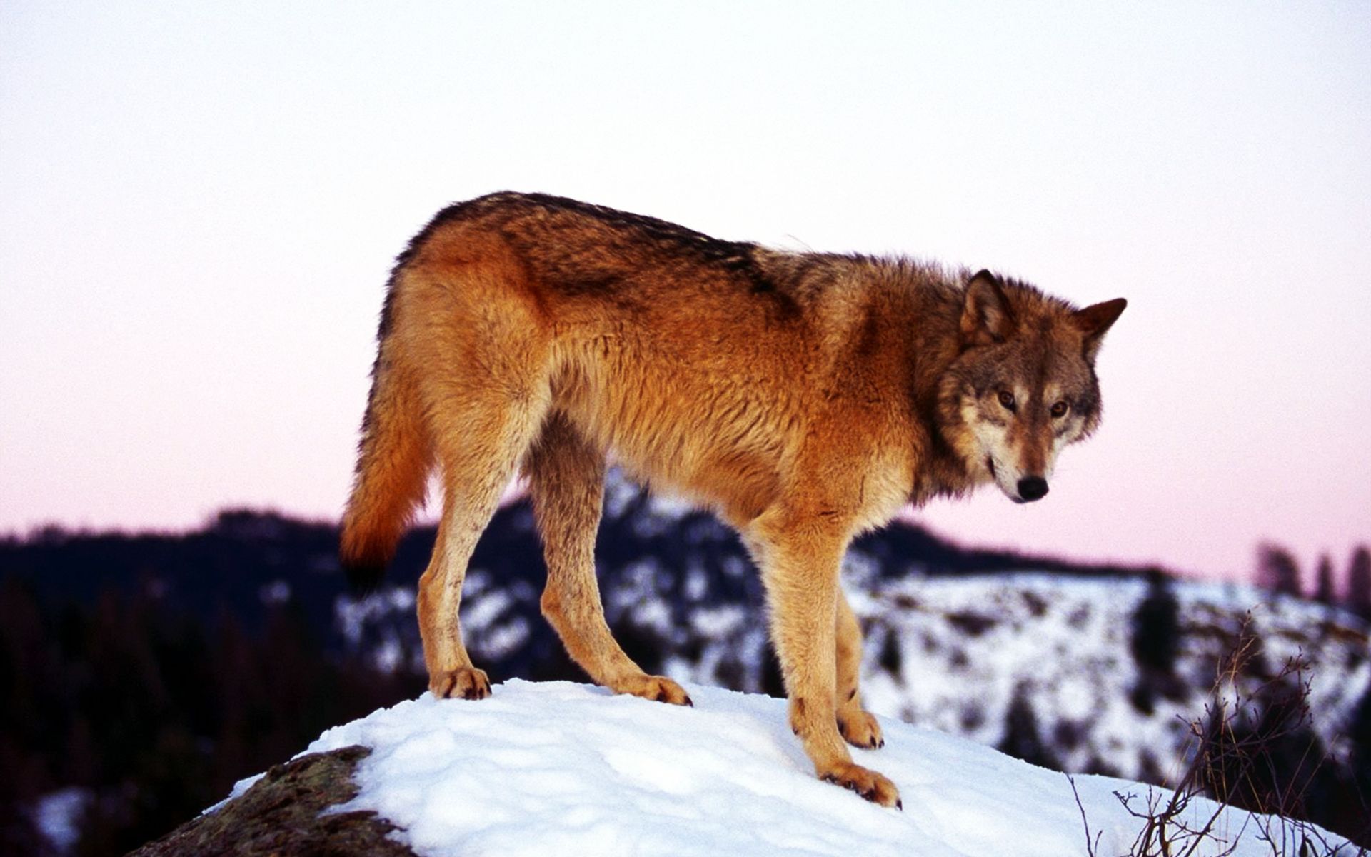 Téléchargez gratuitement l'image Animaux, Loup sur le bureau de votre PC