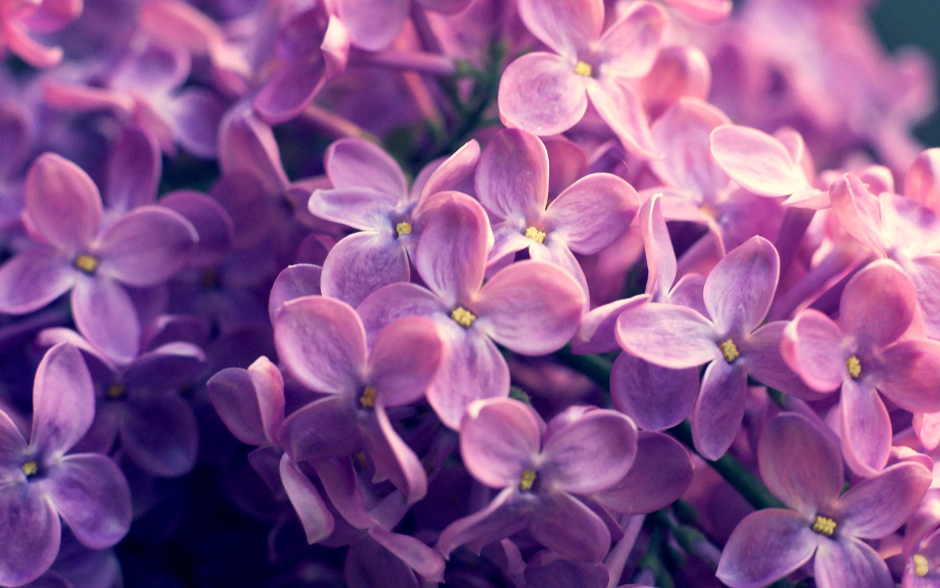 lilac, earth, blossom, flower, nature, flowers