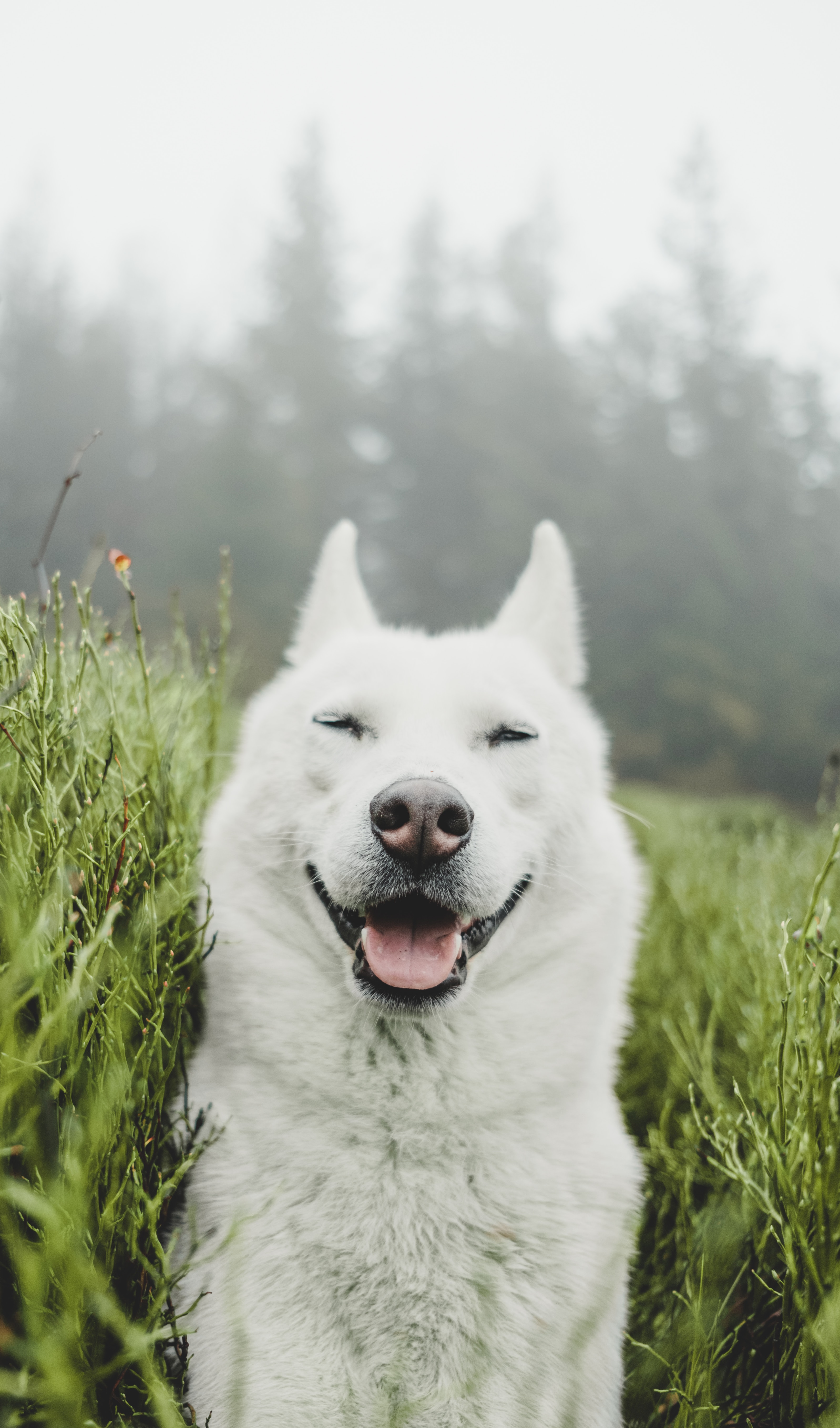 86960 скачать картинку собака, животные, трава, питомец, белый, высунутый язык, забавный - обои и заставки бесплатно