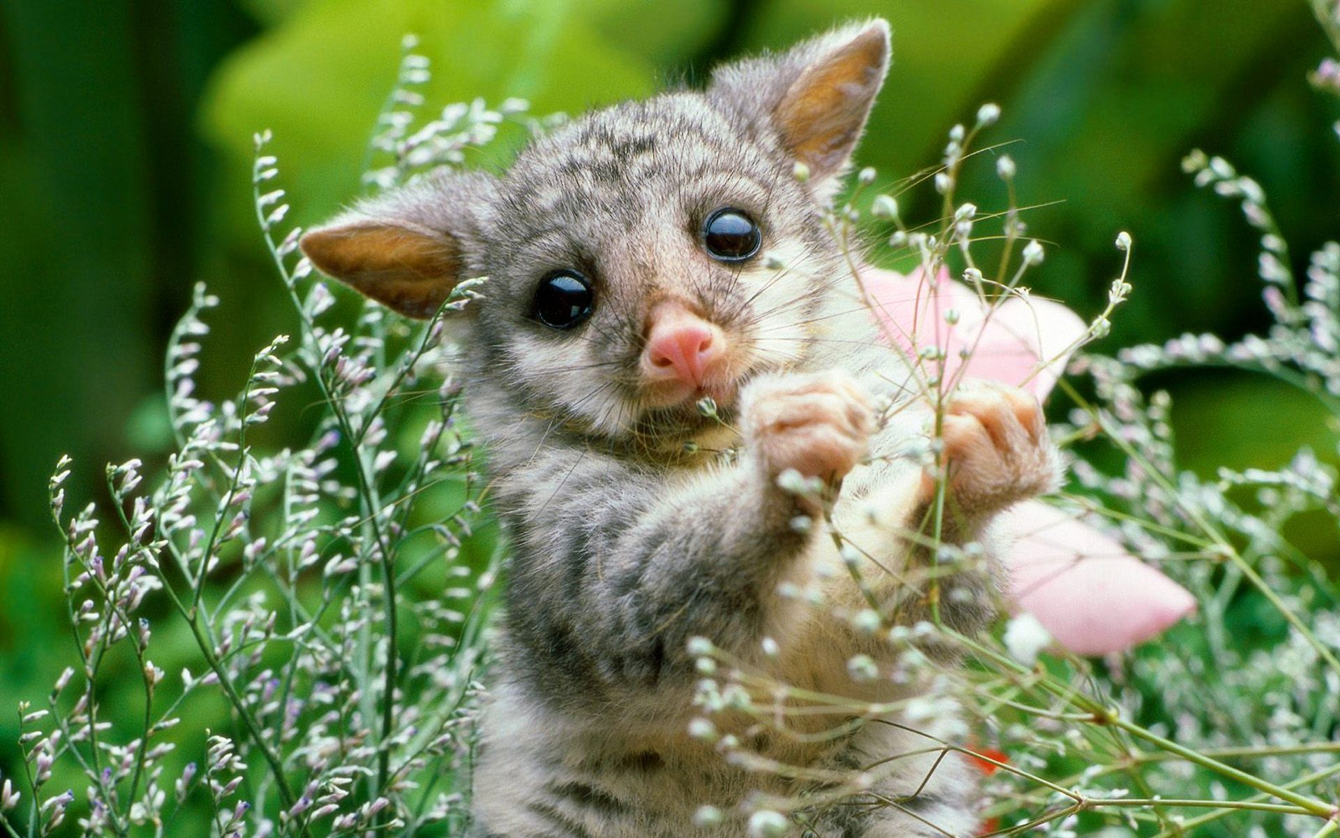 759106 télécharger l'image animaux, opossum - fonds d'écran et économiseurs d'écran gratuits