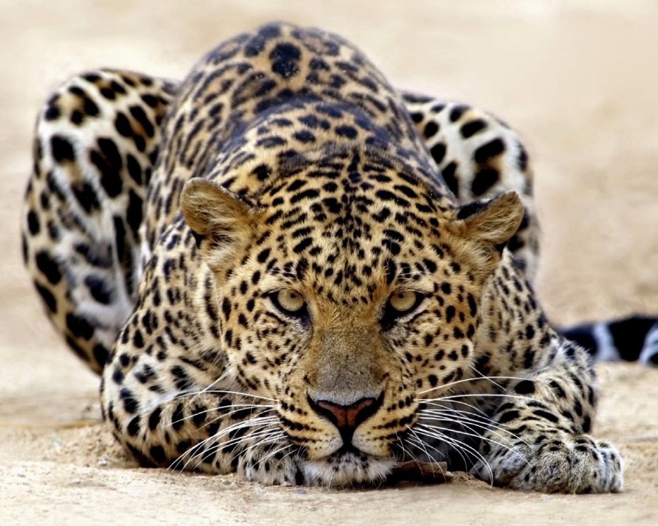 Descarga gratuita de fondo de pantalla para móvil de Animales, Leopardos.