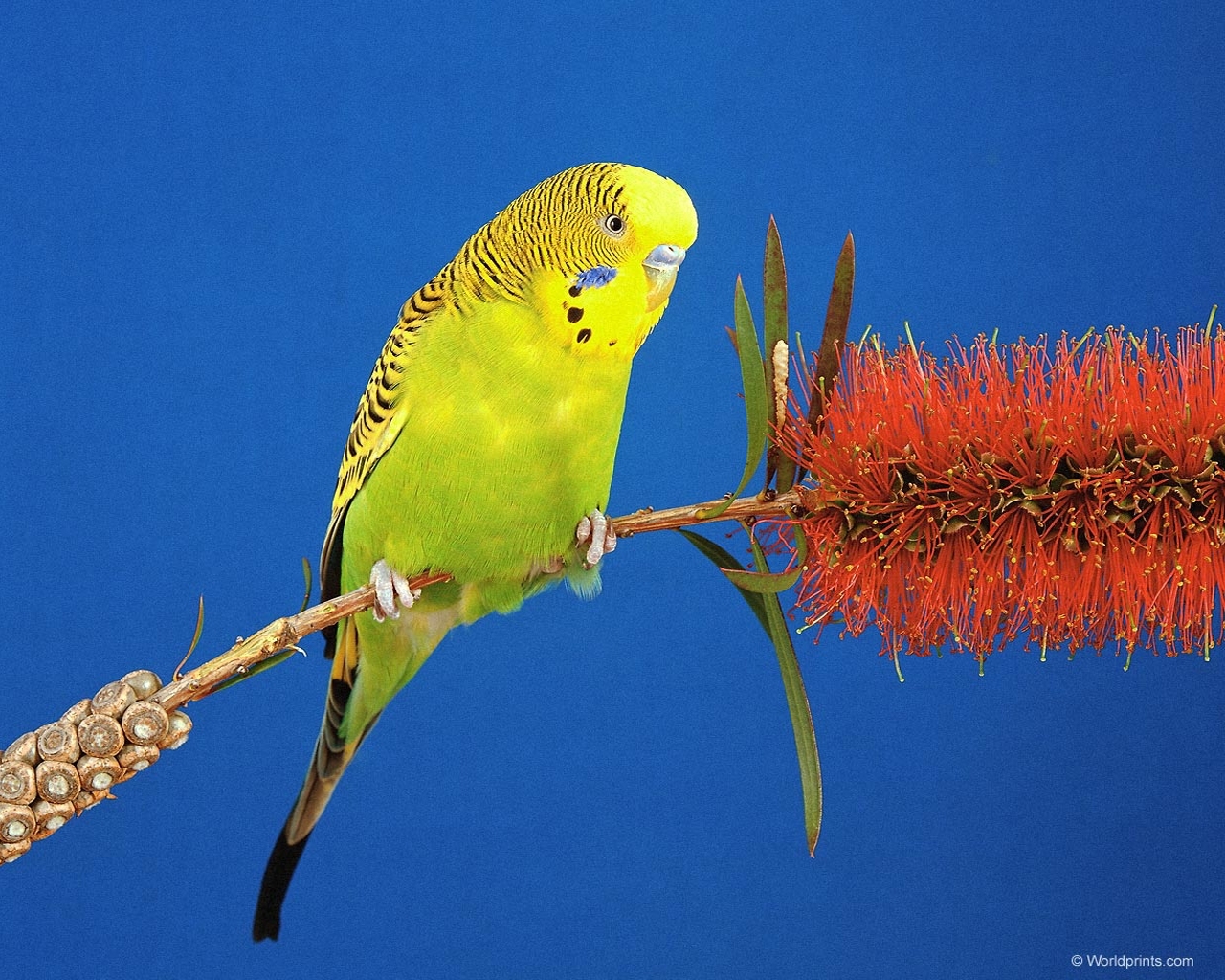 birds, parrots, animals, blue High Definition image