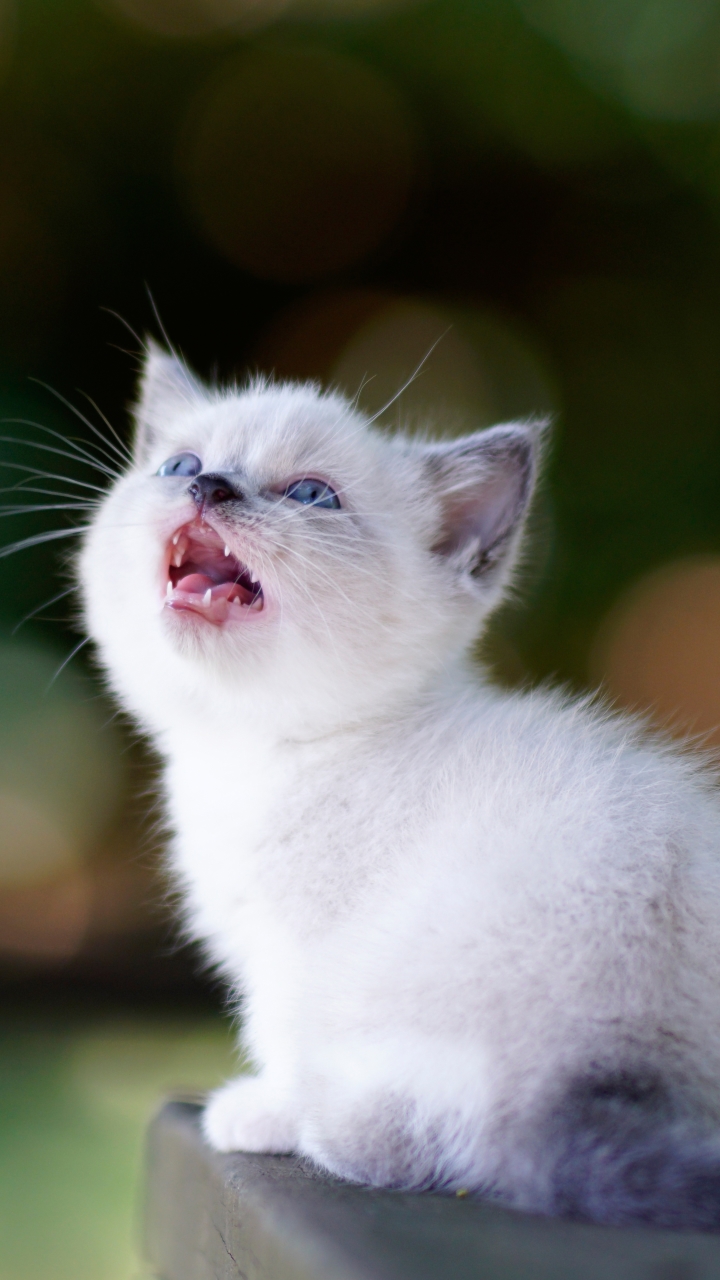 無料モバイル壁紙動物, ネコ, 猫, 子猫, 赤ちゃん動物をダウンロードします。