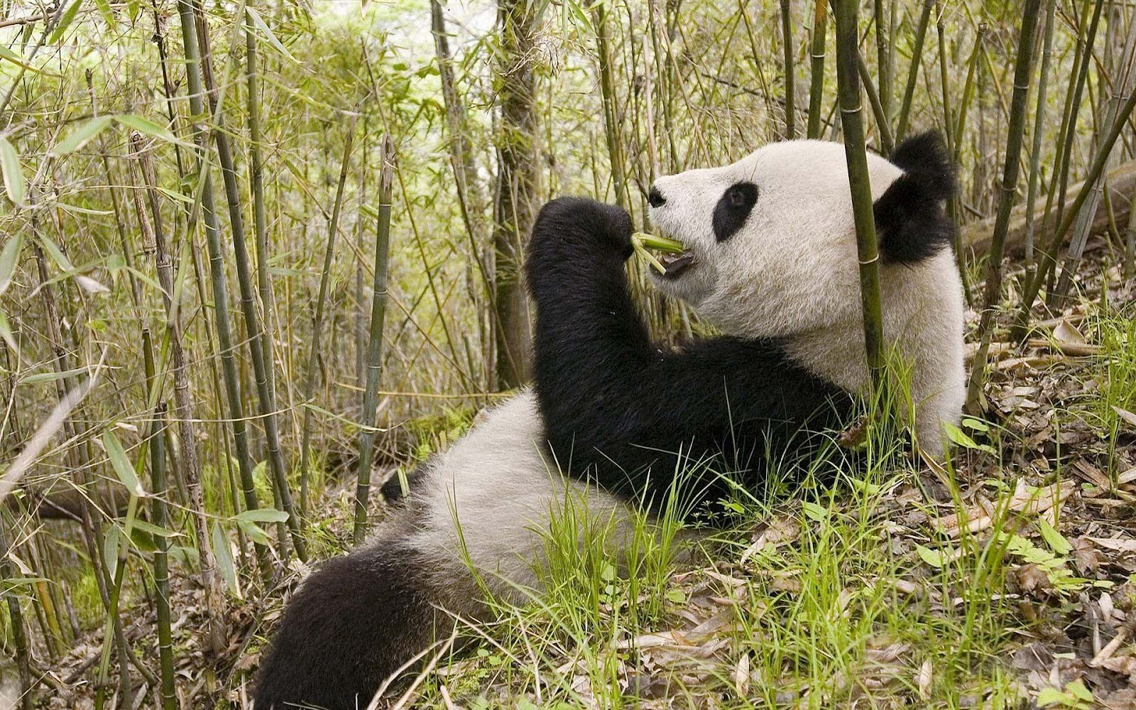Download mobile wallpaper Forest, Animal, Panda, Eating for free.