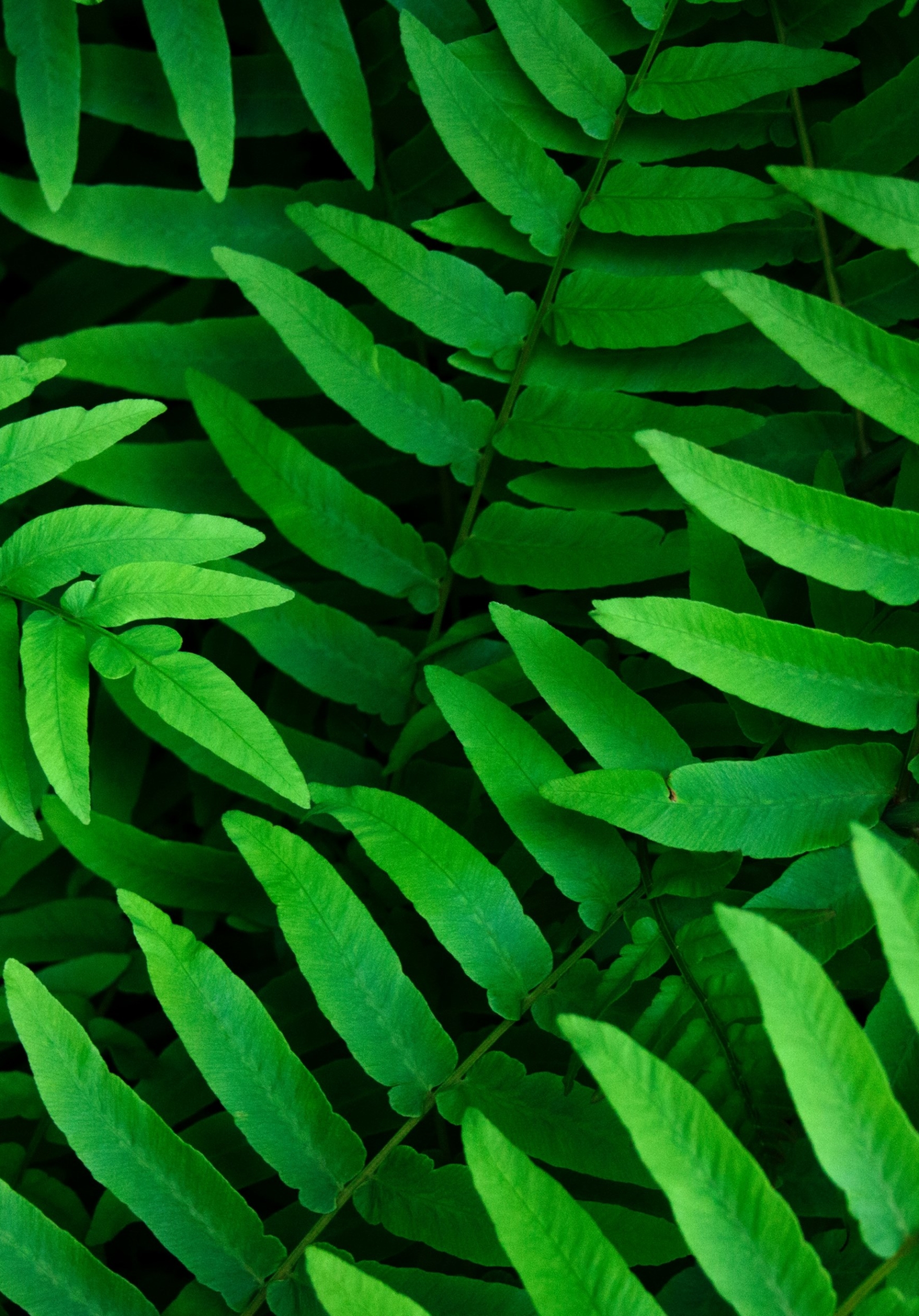 Download mobile wallpaper Plant, Fern, Close Up, Leaf, Earth, Greenery for free.