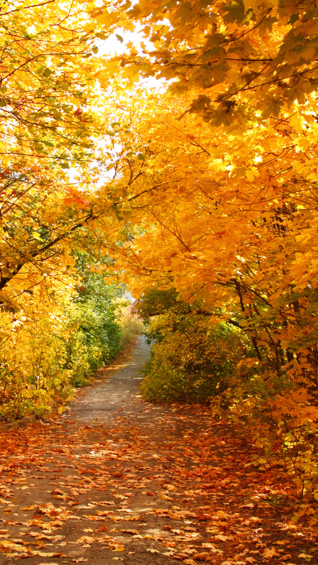 無料モバイル壁紙自然, 秋, 葉, 森, 地球, シーズンをダウンロードします。