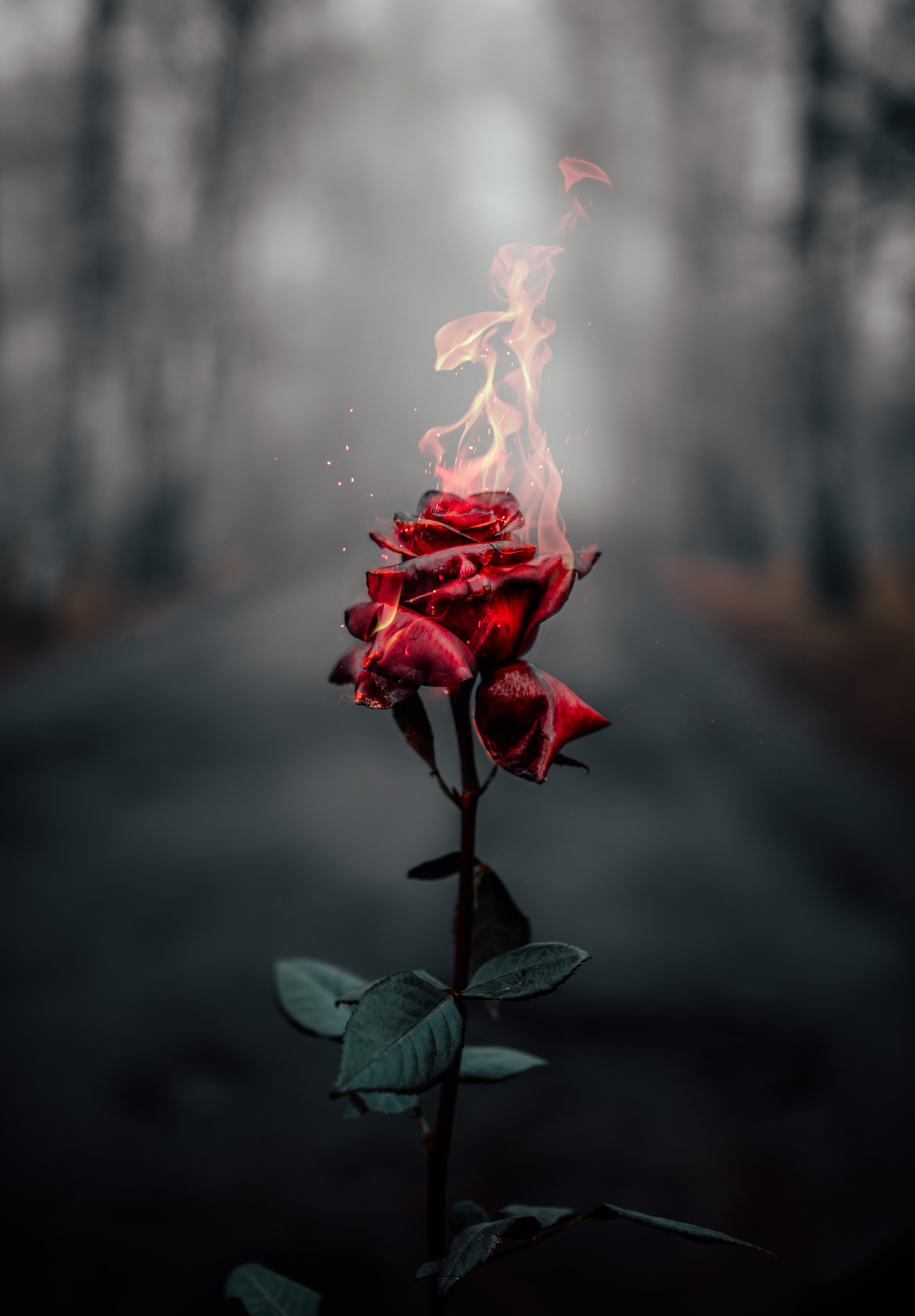 155114 скачать обои роза, огонь, цветок, пламя, гореть, цветы - заставки и картинки бесплатно
