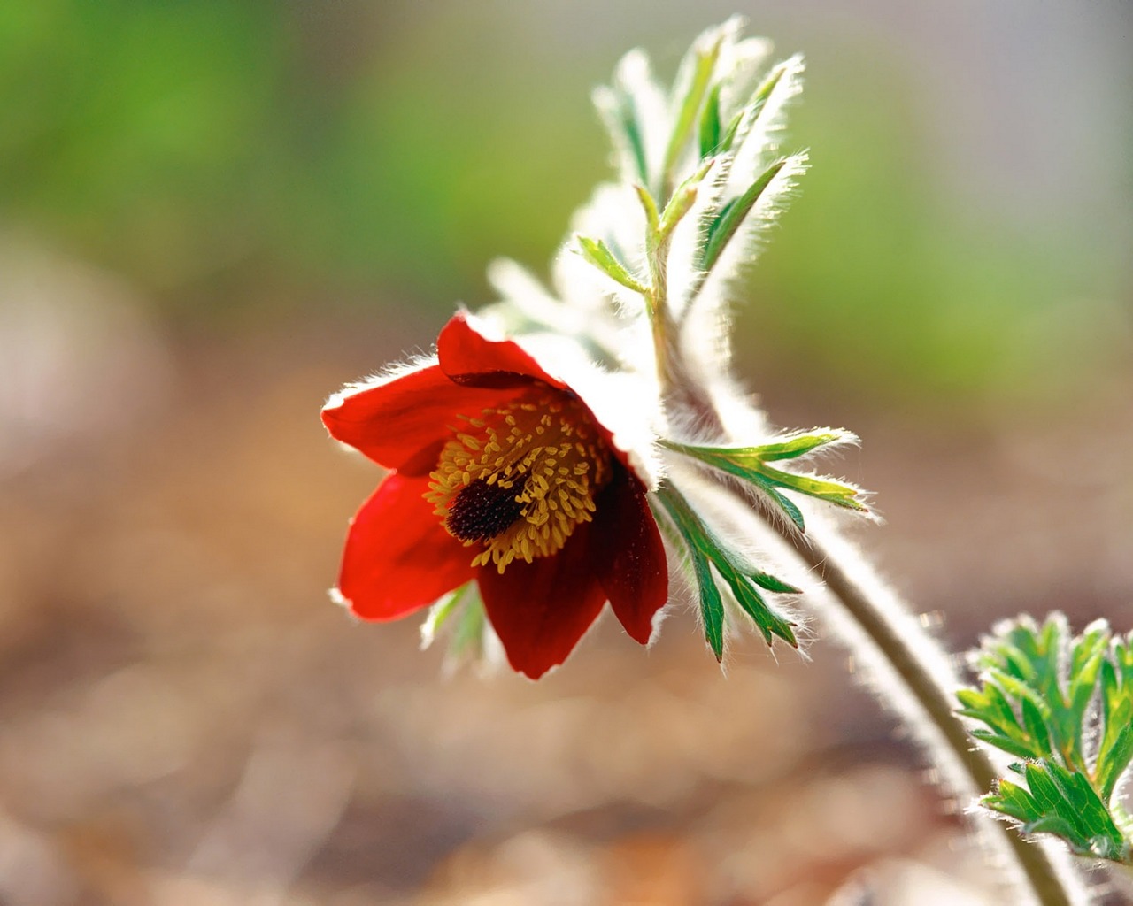 Descarga gratuita de fondo de pantalla para móvil de Flor, Tierra/naturaleza.