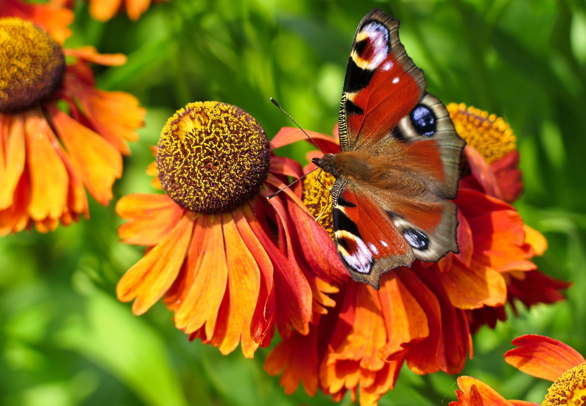 Descarga gratuita de fondo de pantalla para móvil de Animales, Insecto, Mariposa.