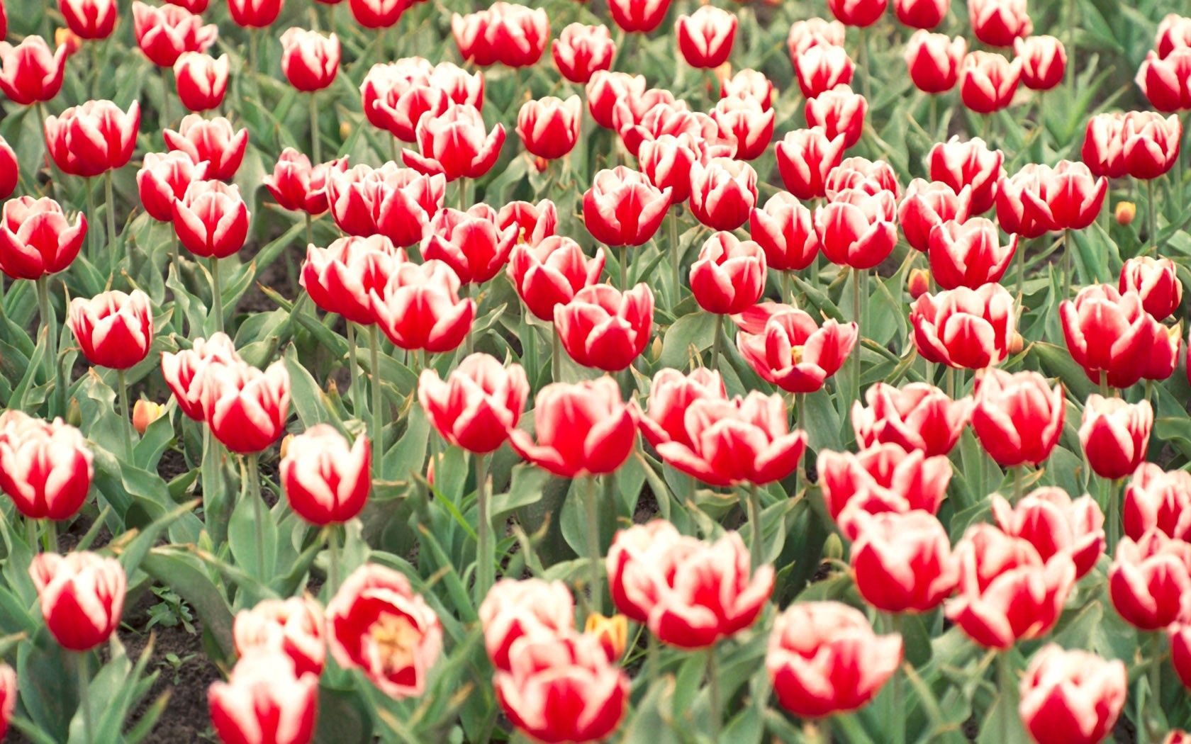 156320 baixar imagens flores, tulipas, verdes, verdura, canteiro de flores, variegado, mosqueado - papéis de parede e protetores de tela gratuitamente