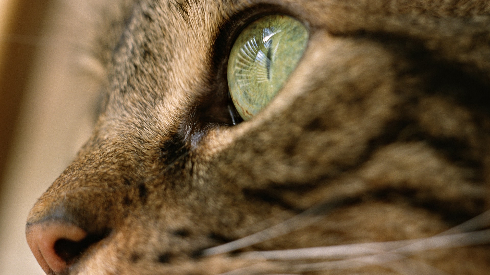 Download mobile wallpaper Eye, Cat, Cats, Animal for free.