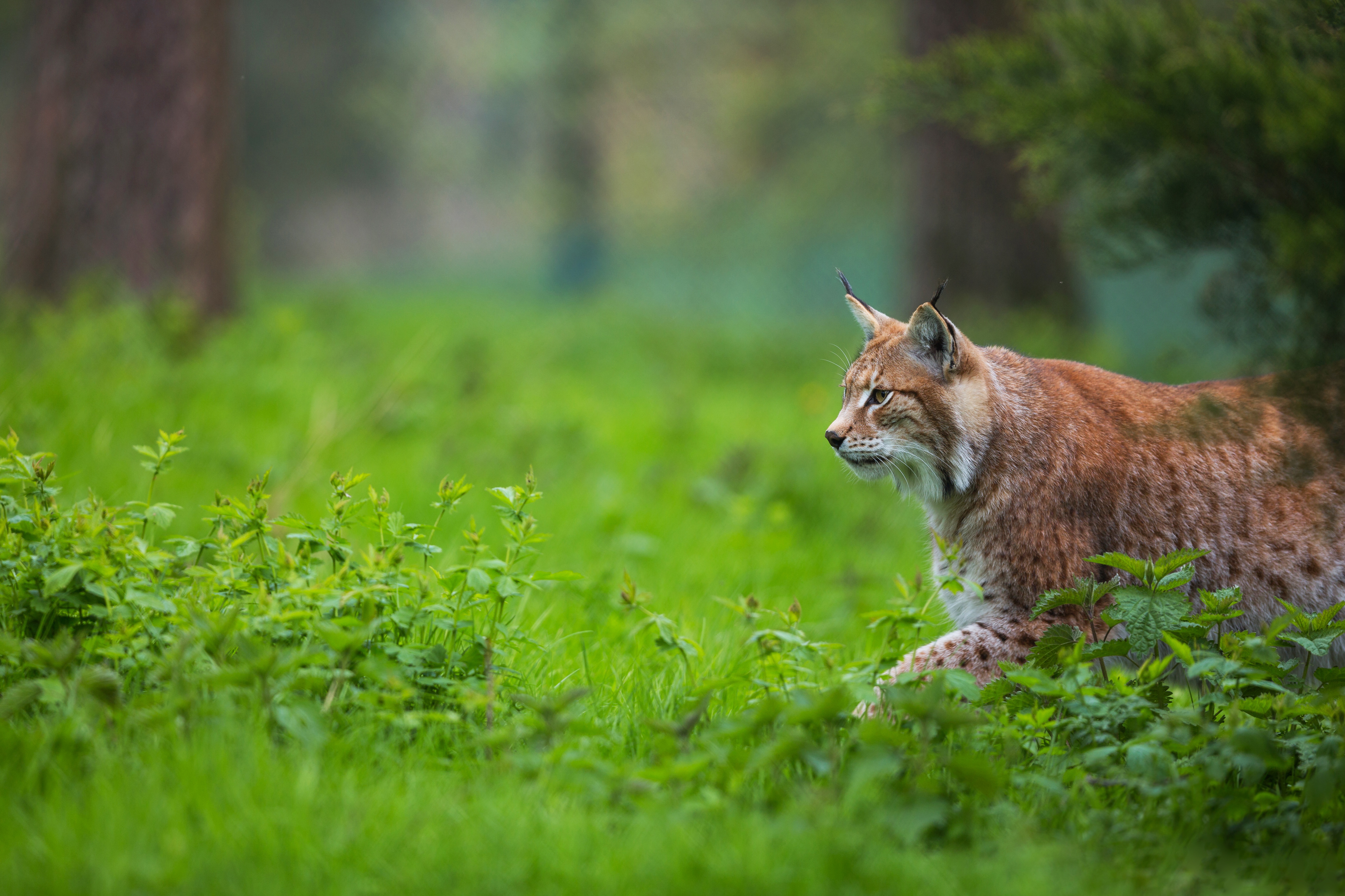 Descarga gratis la imagen Animales, Gatos, Lince en el escritorio de tu PC