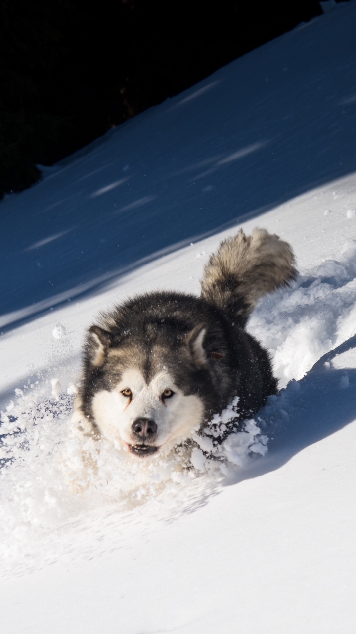 無料モバイル壁紙動物, 冬, 雪, 犬, ハスキーをダウンロードします。