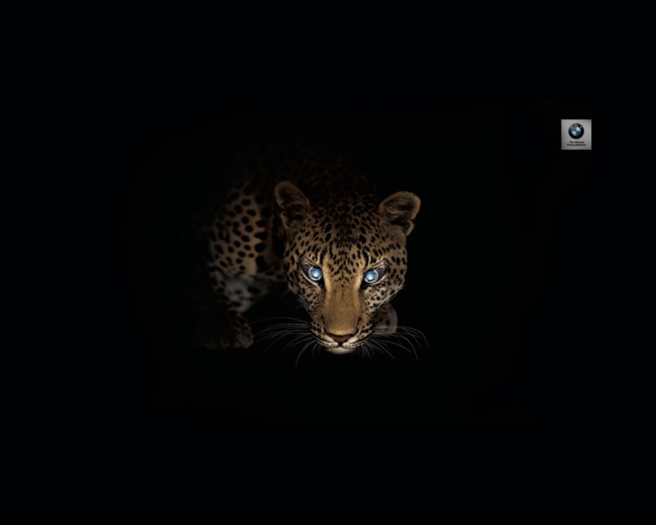 Los mejores fondos de pantalla de Leopardos para la pantalla del teléfono