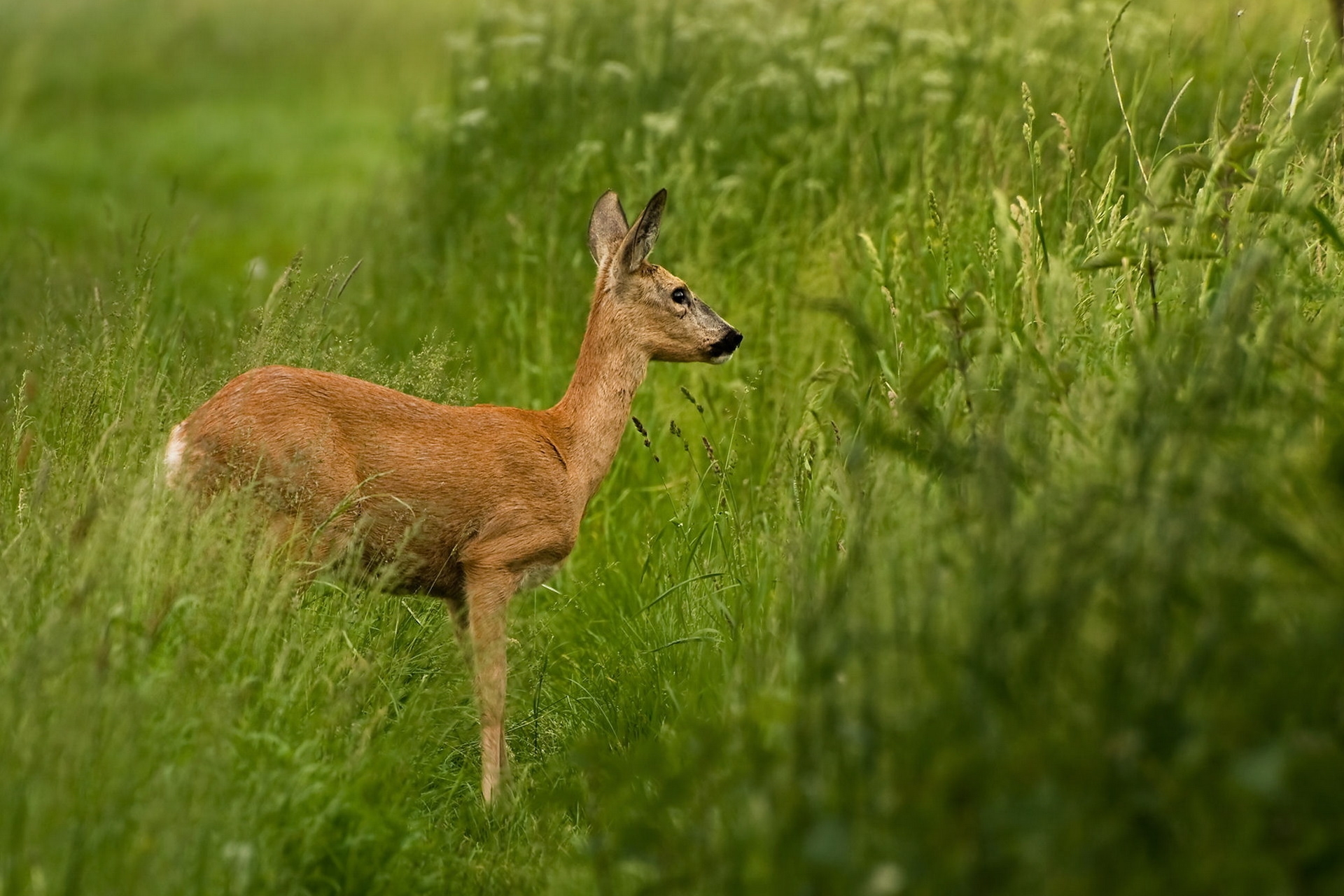 roe deer, animals, grass, stroll, to stand, stand, roe