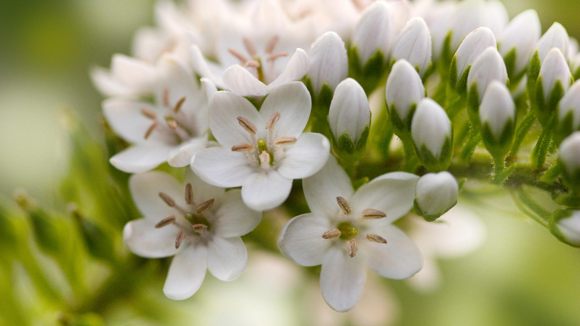 Téléchargez gratuitement l'image Fleurs, Fleur, Terre/nature sur le bureau de votre PC