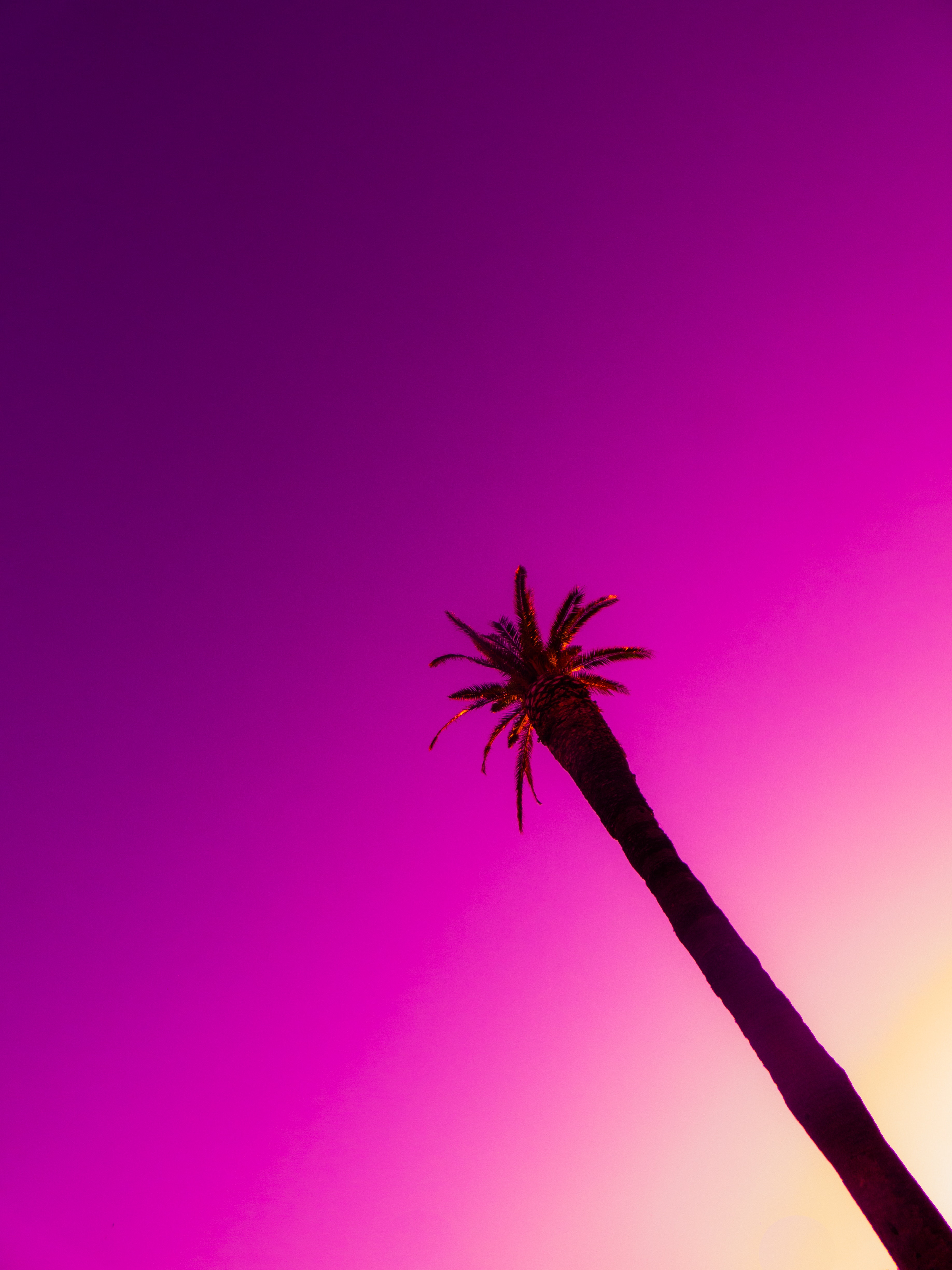 Download mobile wallpaper Sky, Wood, Tree, Palm, Photoshop, Minimalism for free.