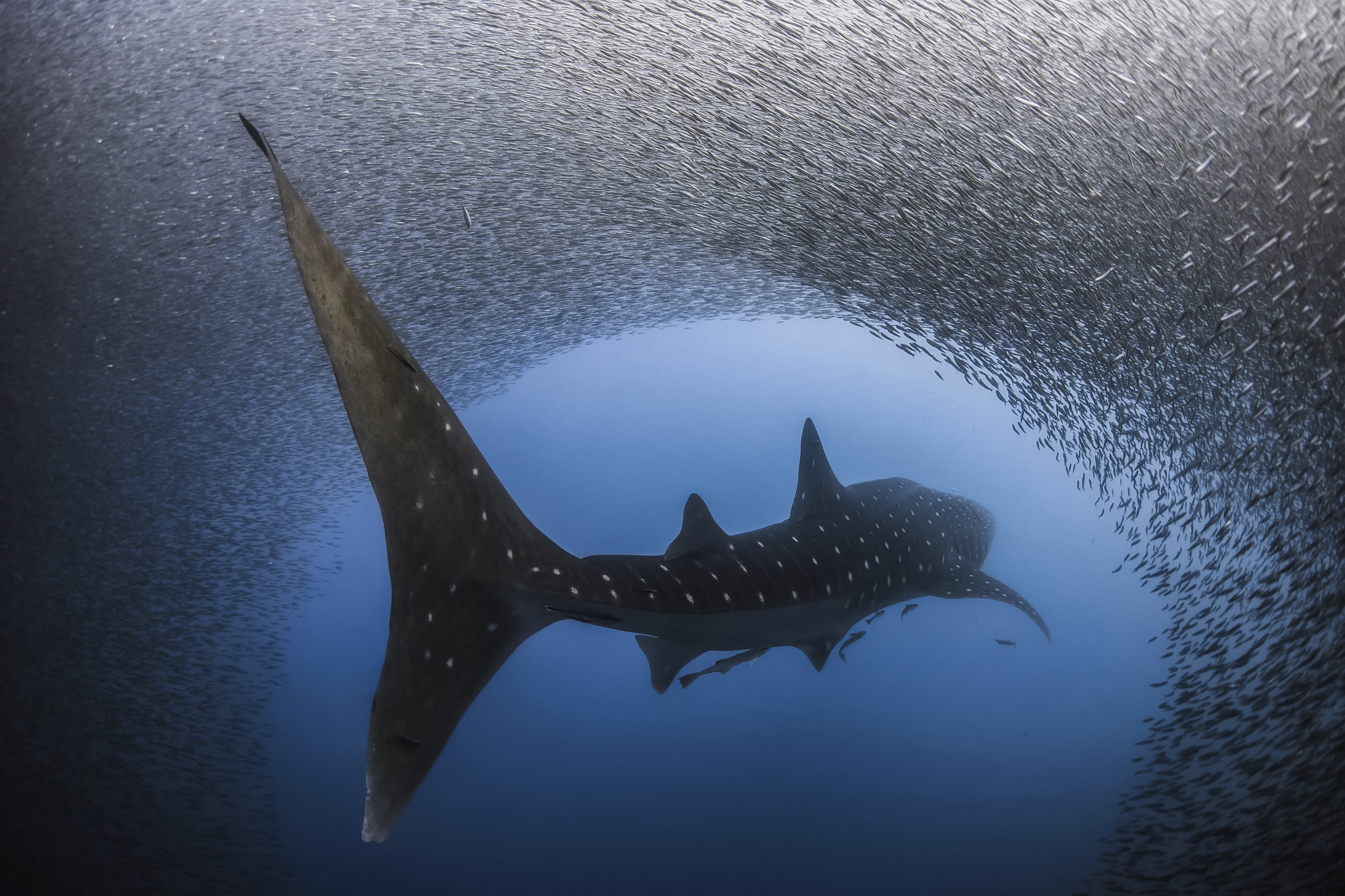 459806 baixar imagens animais, tubarão baleia, peixe, vida marinha, tubarão, embaixo da agua - papéis de parede e protetores de tela gratuitamente