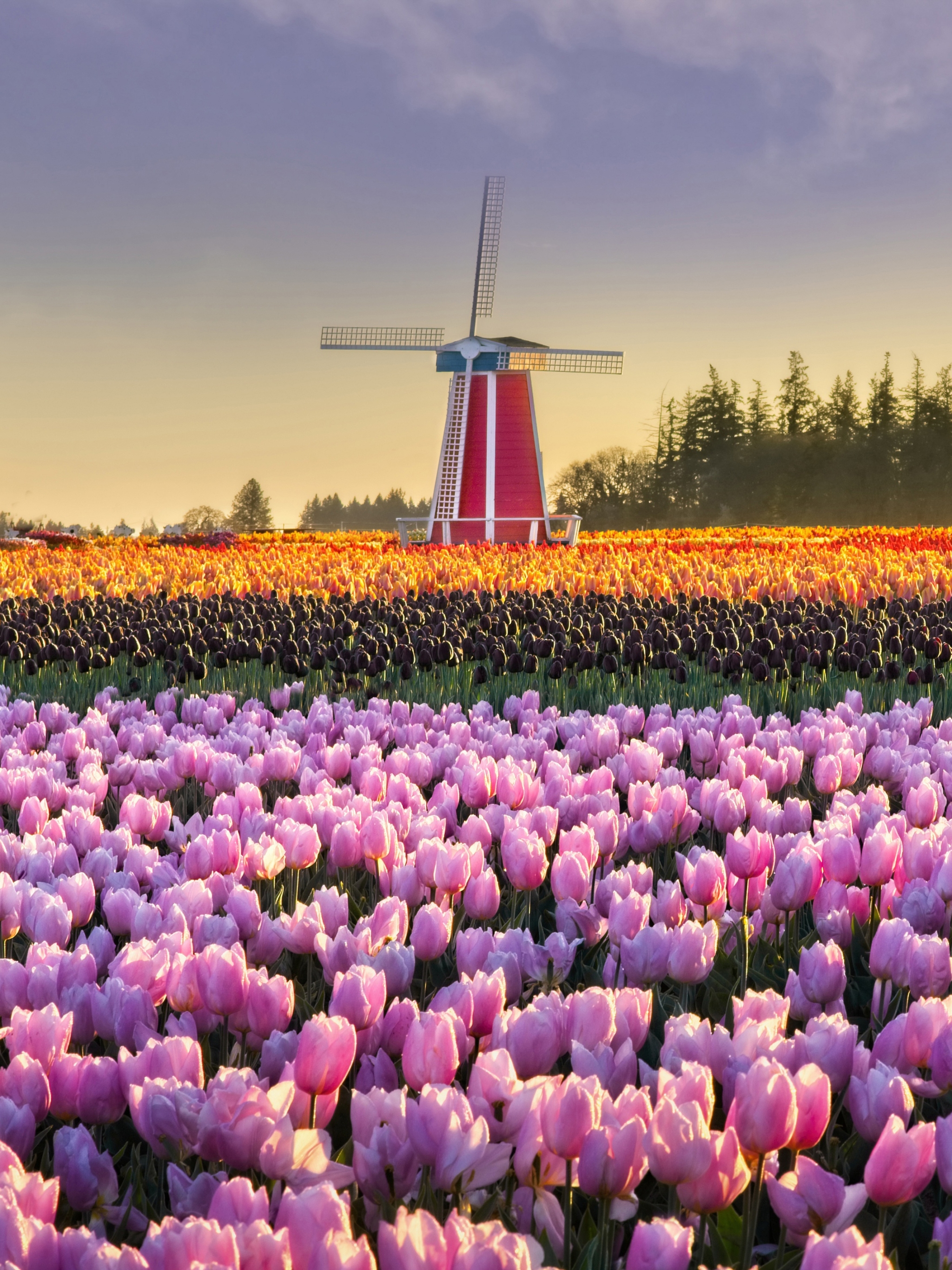 Download mobile wallpaper Flower, Field, Tulip, Windmill, Man Made for free.