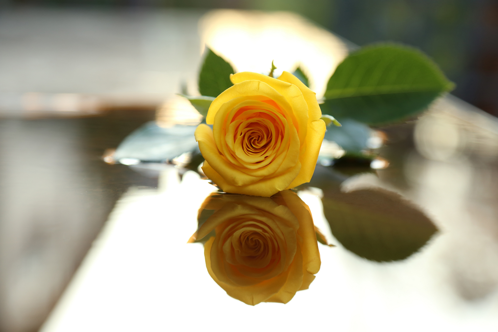 343479 скачать обои роза, отражение, желтая роза, флауэрсы, желтый цветок, цветок, земля/природа, листва - заставки и картинки бесплатно