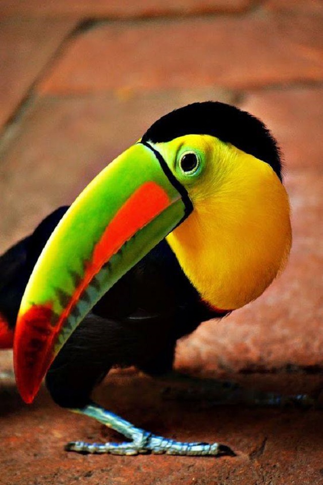 Téléchargez des papiers peints mobile Animaux, Oiseau, Toucan, Des Oiseaux gratuitement.