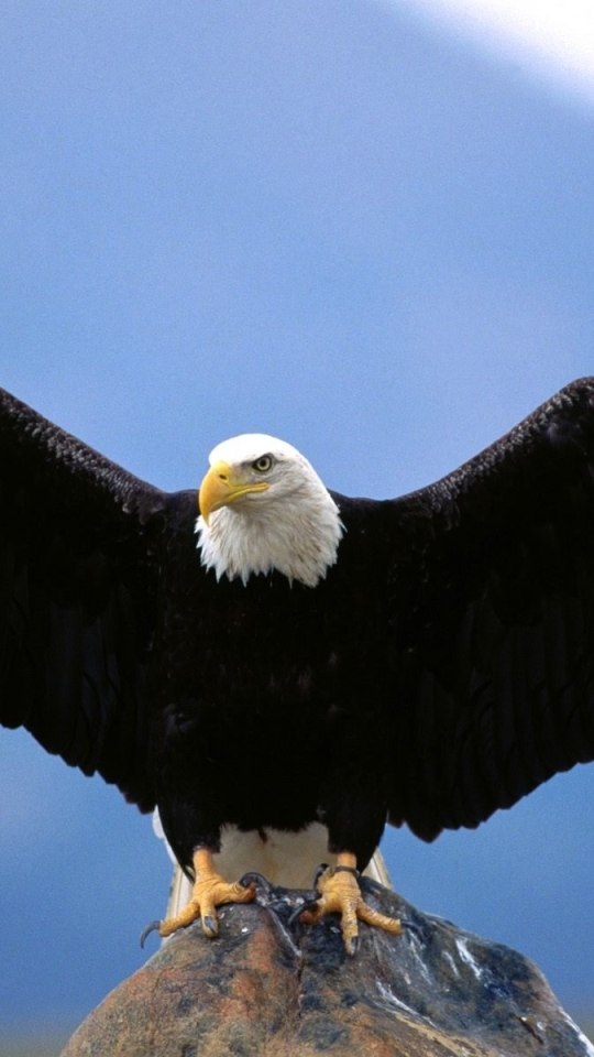 Download mobile wallpaper Birds, Animal, Eagle for free.