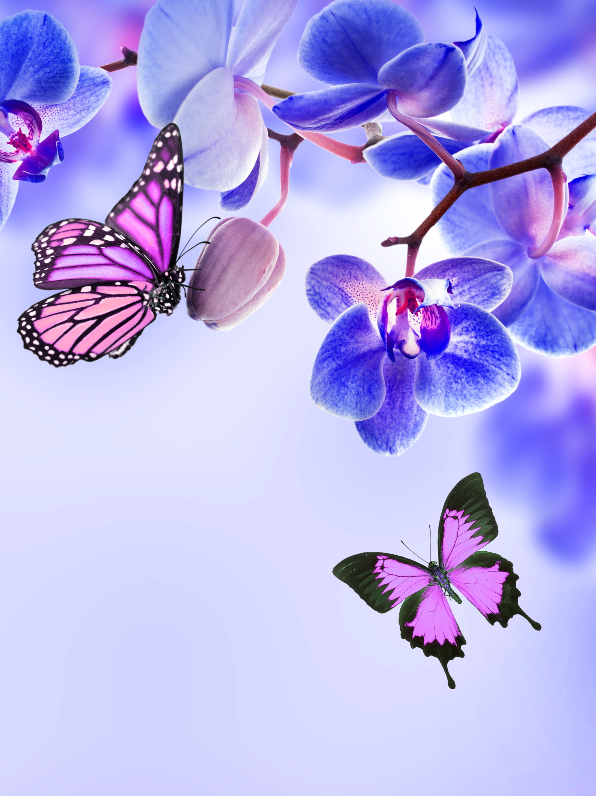 Handy-Wallpaper Schmetterlinge, Blumen, Blume, Schmetterling, Orchidee, Erde/natur, Blaue Blume kostenlos herunterladen.