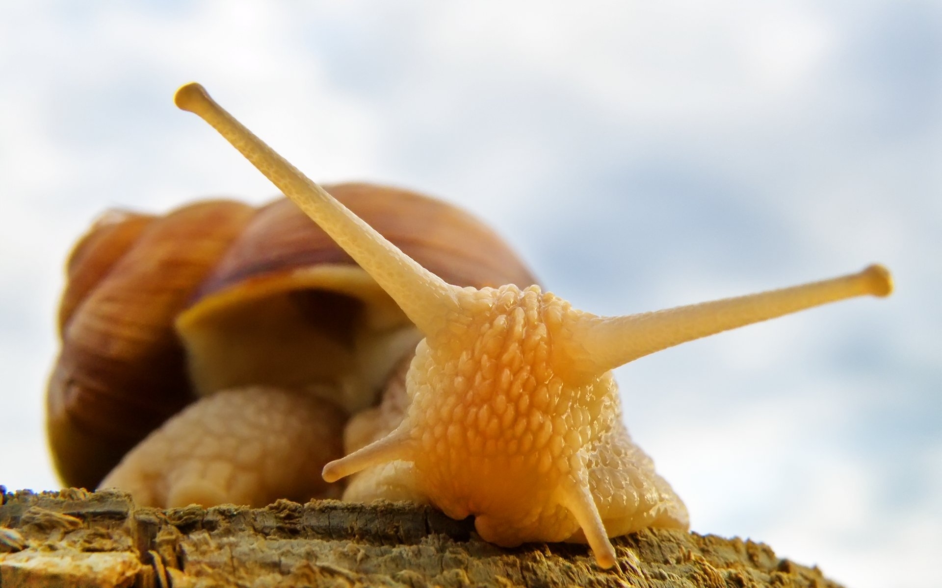 Download mobile wallpaper Animal, Snail for free.