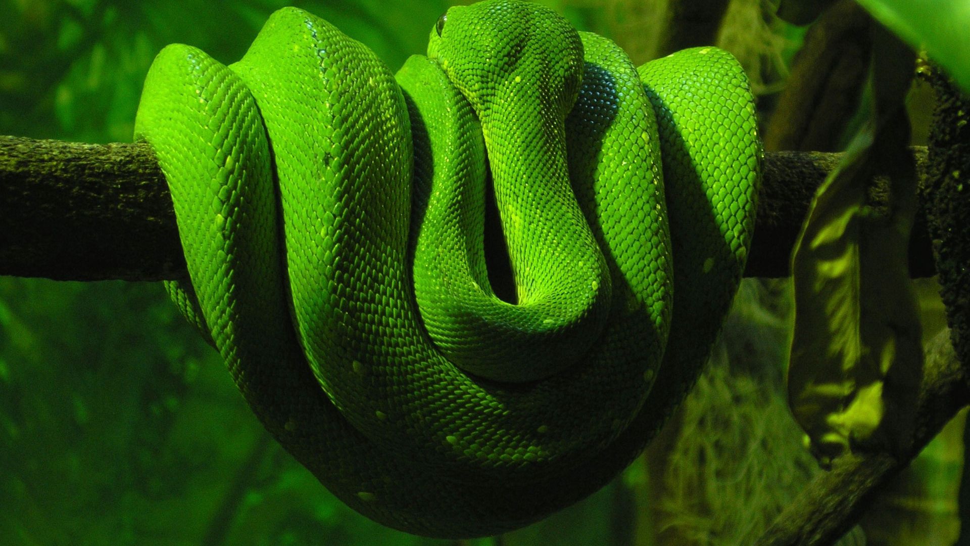 73040 скачать картинку зеленая змея, пресмыкающееся, животные, лежать, ветка - обои и заставки бесплатно