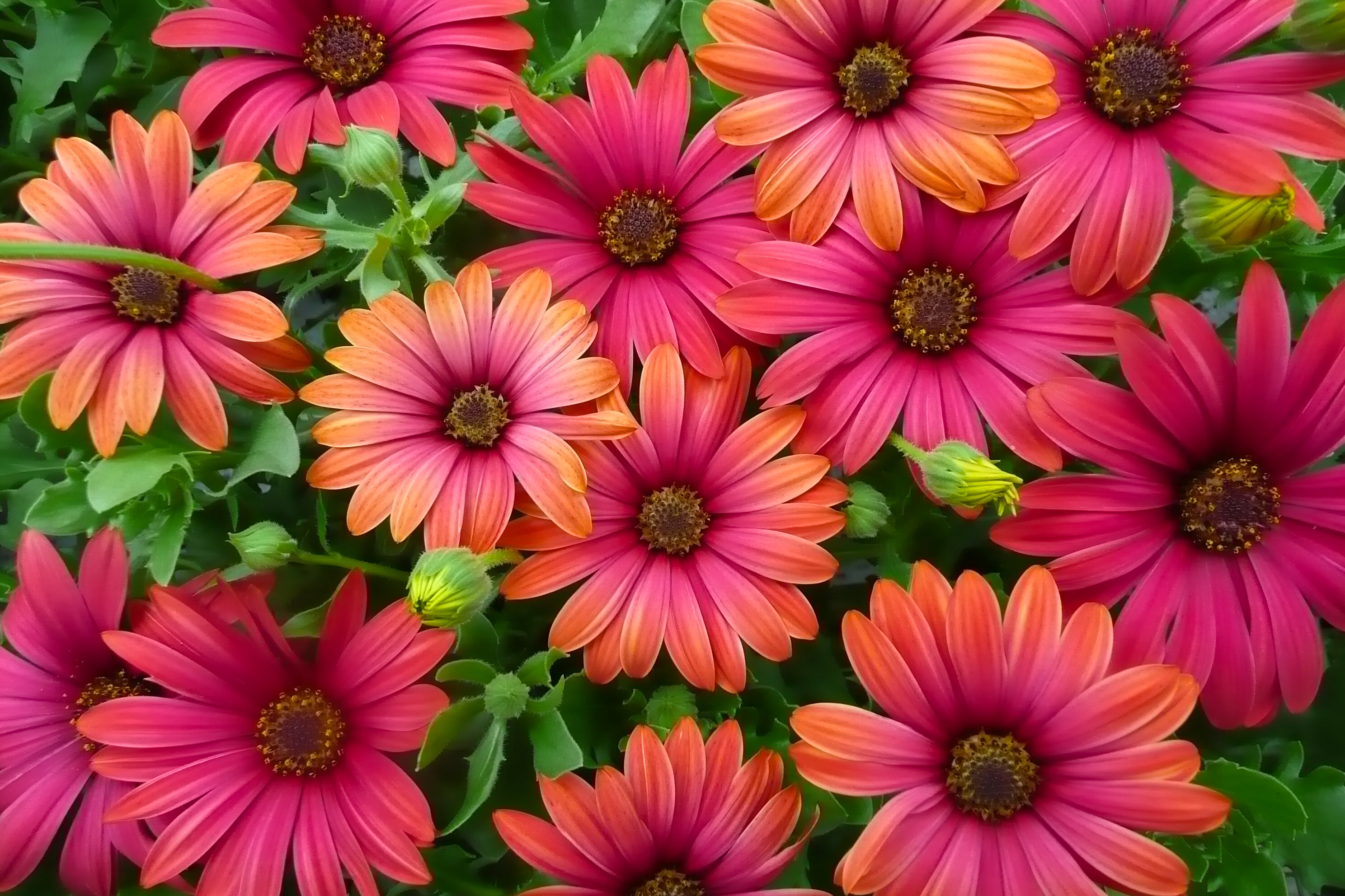 Descarga gratis la imagen Flores, Flor, Flor Rosa, Colores, Margarita, Tierra/naturaleza en el escritorio de tu PC