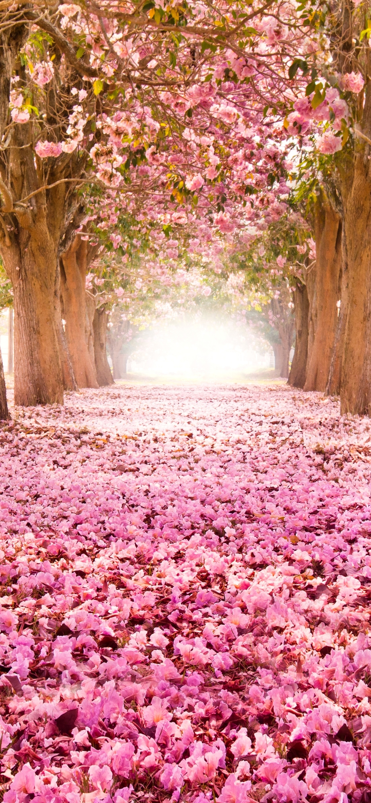 Скачати мобільні шпалери Сакура, Парк, Дерево, Цвітіння, Земля, Весна, Рожева Квітка безкоштовно.