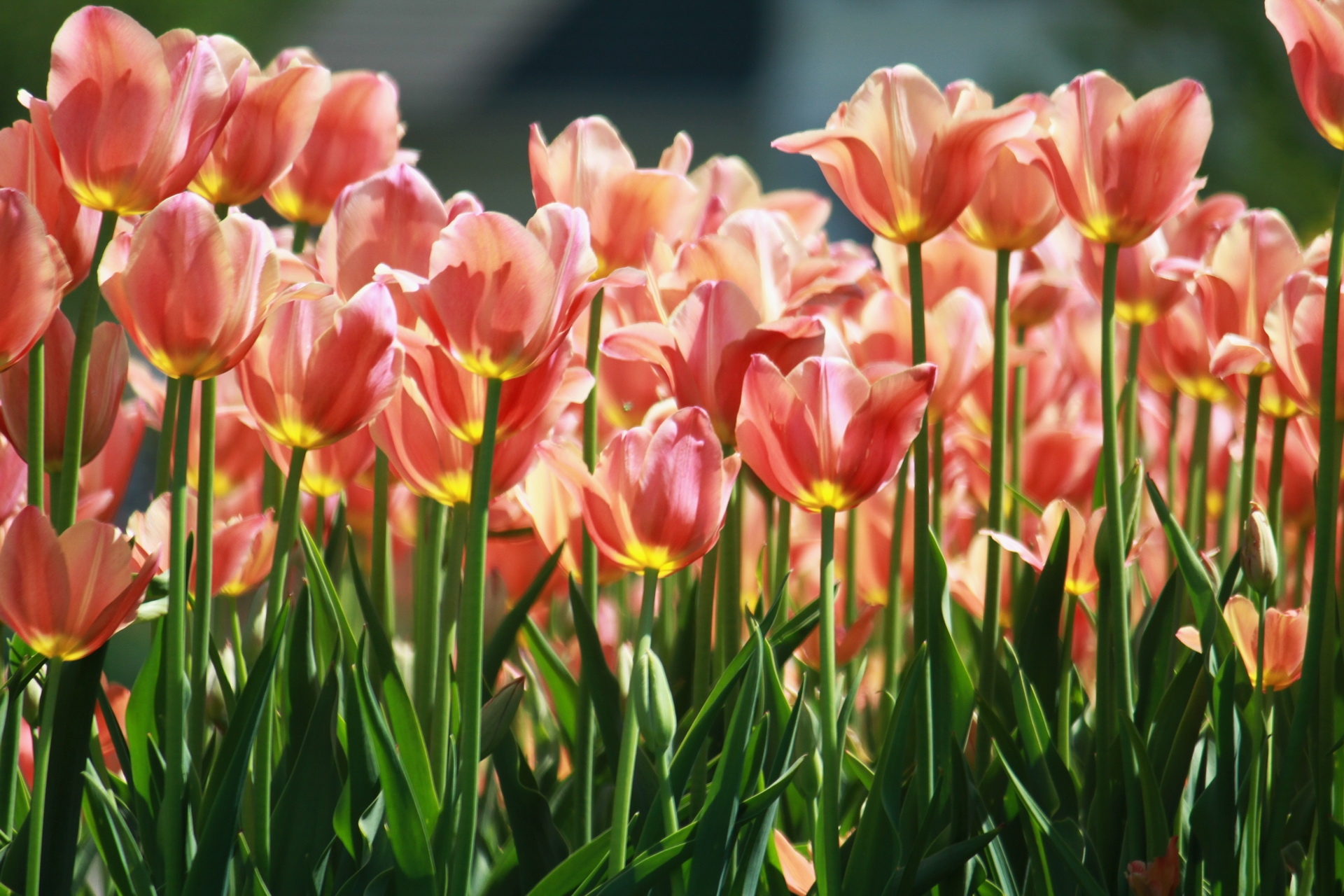 flowerbed, flower bed, flowers, tulips, lot, spring 2160p