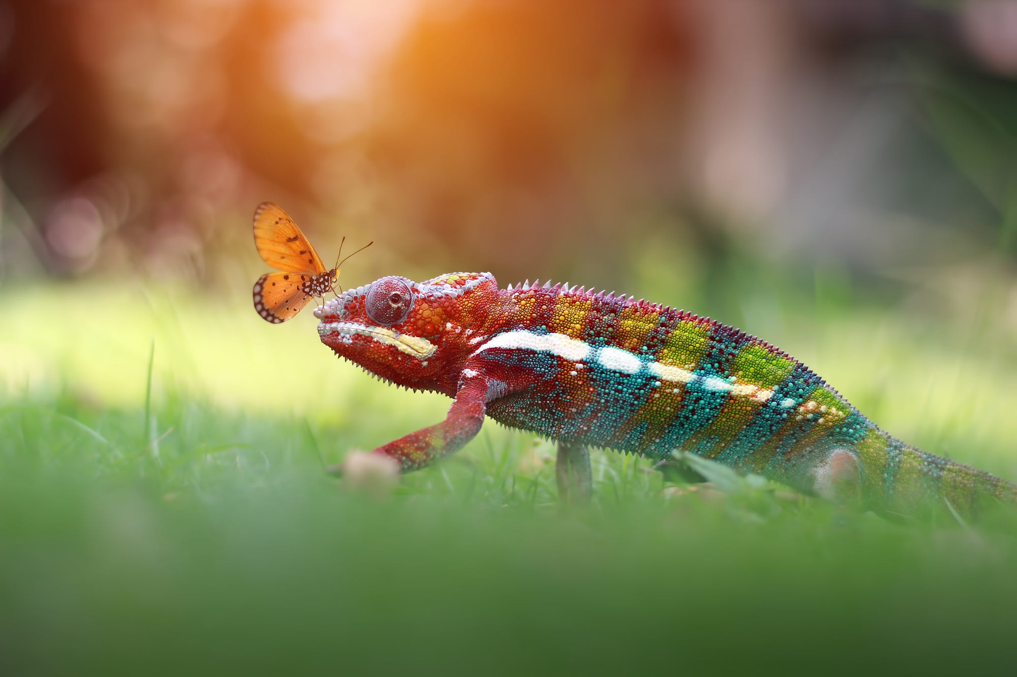 Free download wallpaper Animal, Reptile, Chameleon, Reptiles on your PC desktop