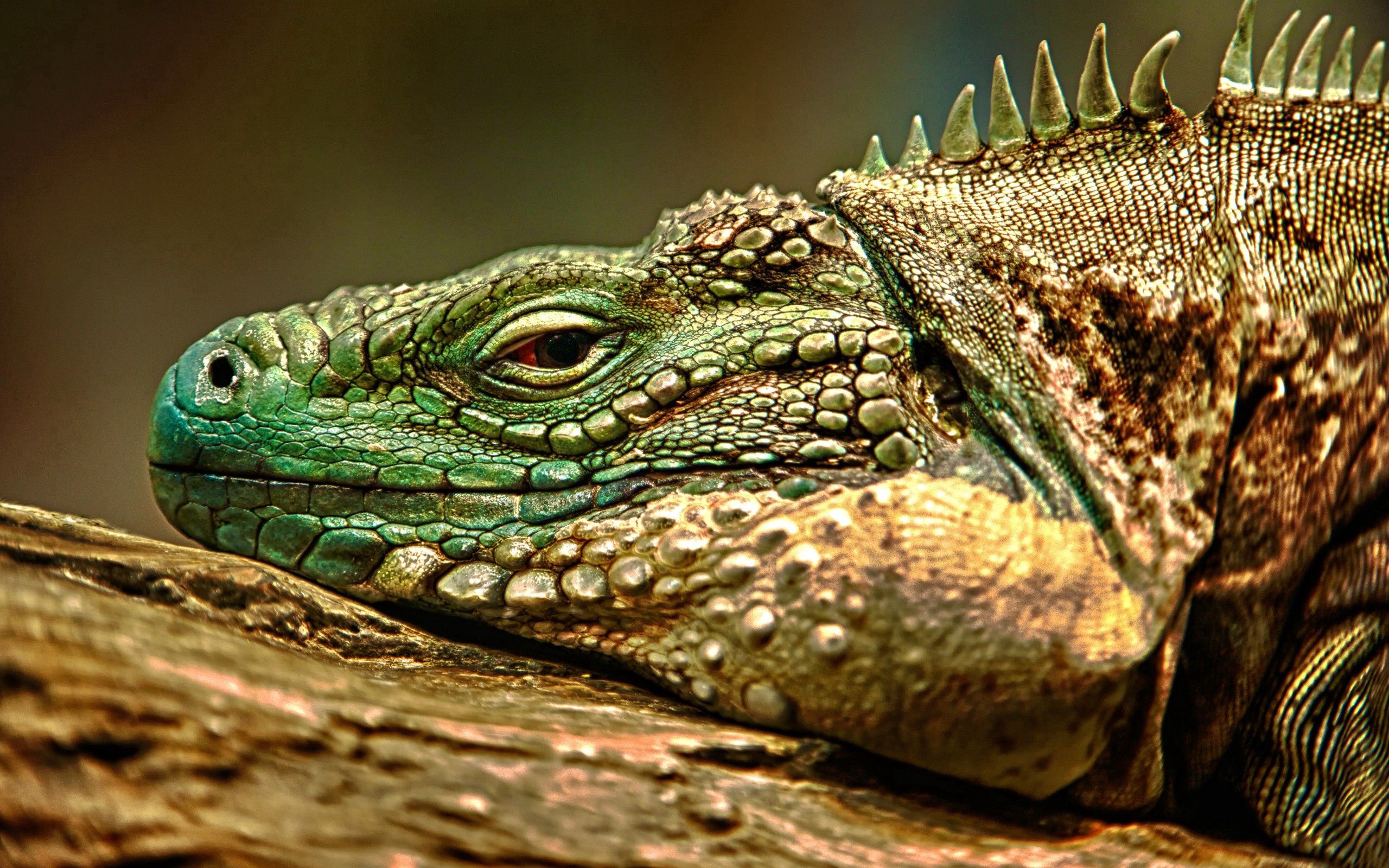 Download mobile wallpaper Muzzle, Reptile, Animals, Iguana, Dangerous for free.