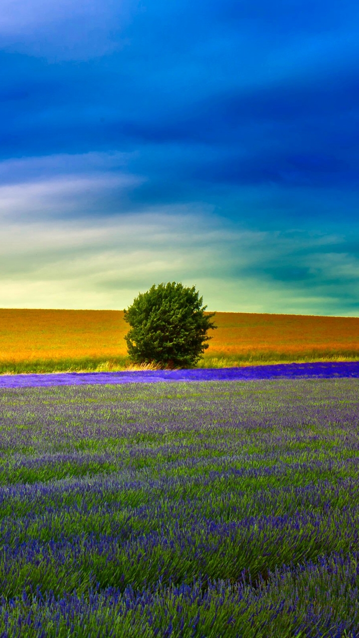 Download mobile wallpaper Trees, Summer, Horizon, Tree, Earth, Meadow, Lavender, Lonely Tree for free.