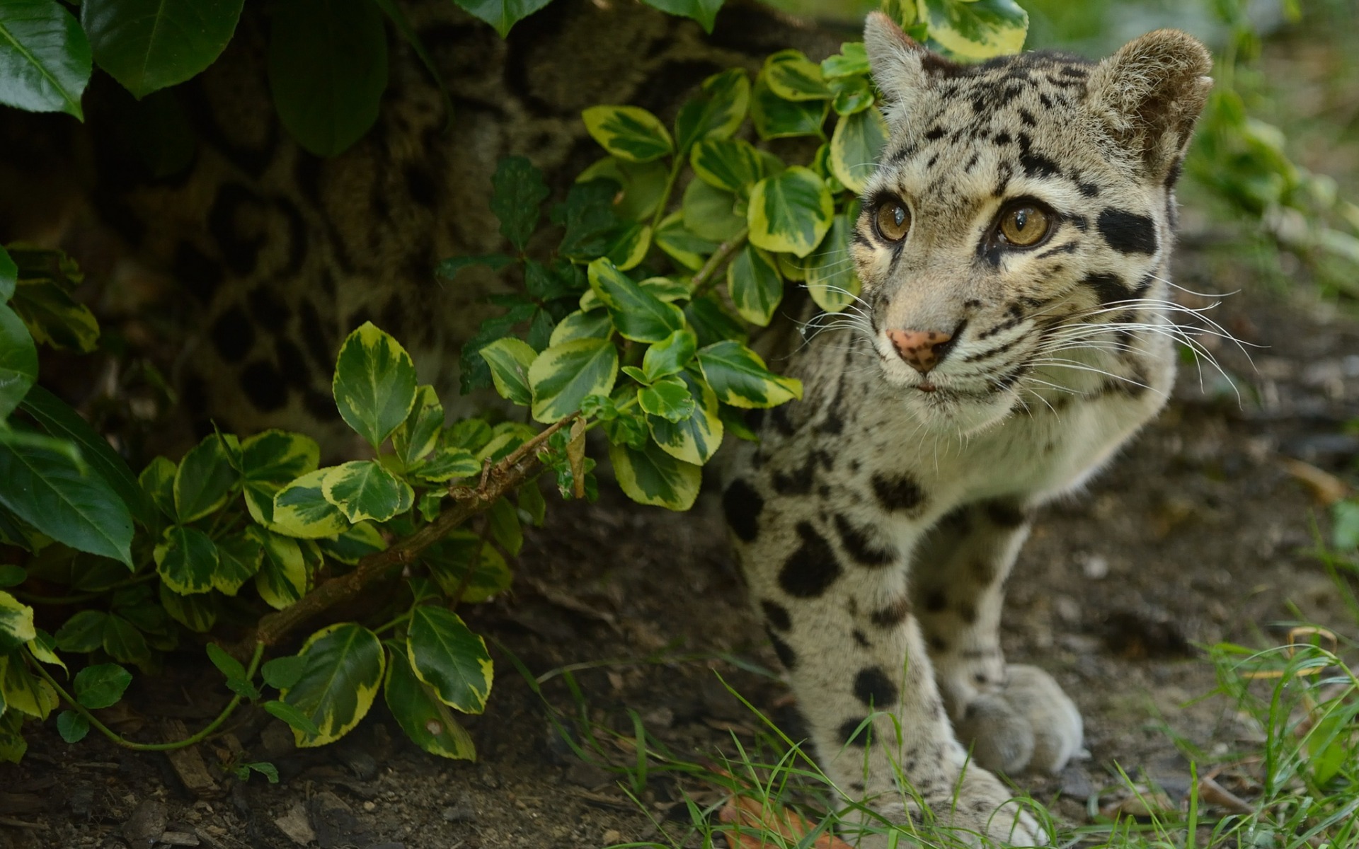355969 baixar papel de parede animais, leopardo nebuloso, gatos - protetores de tela e imagens gratuitamente